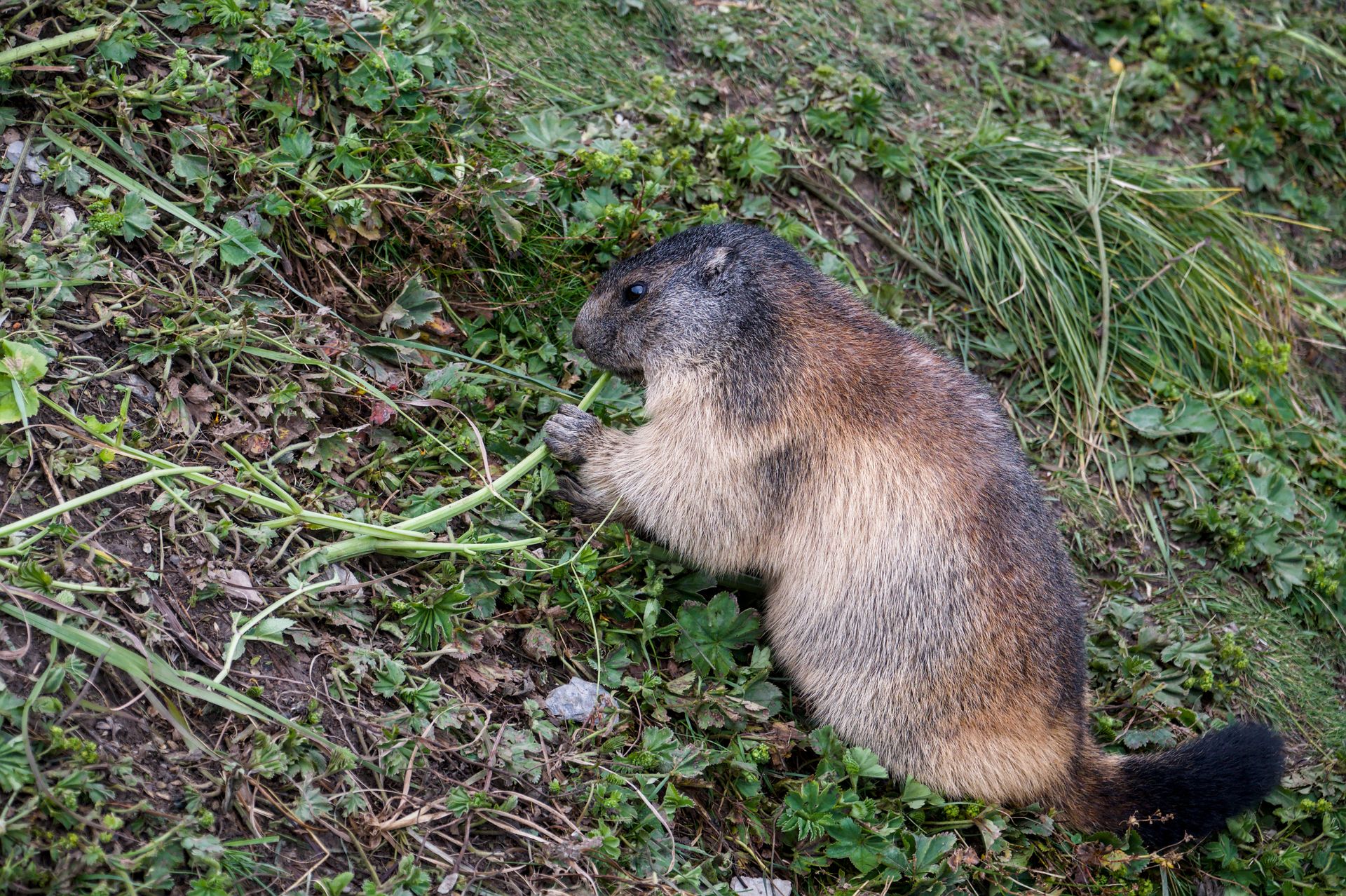 An Alpine marmot foraging in lush Swiss greenery, illustrating the natural habitat.