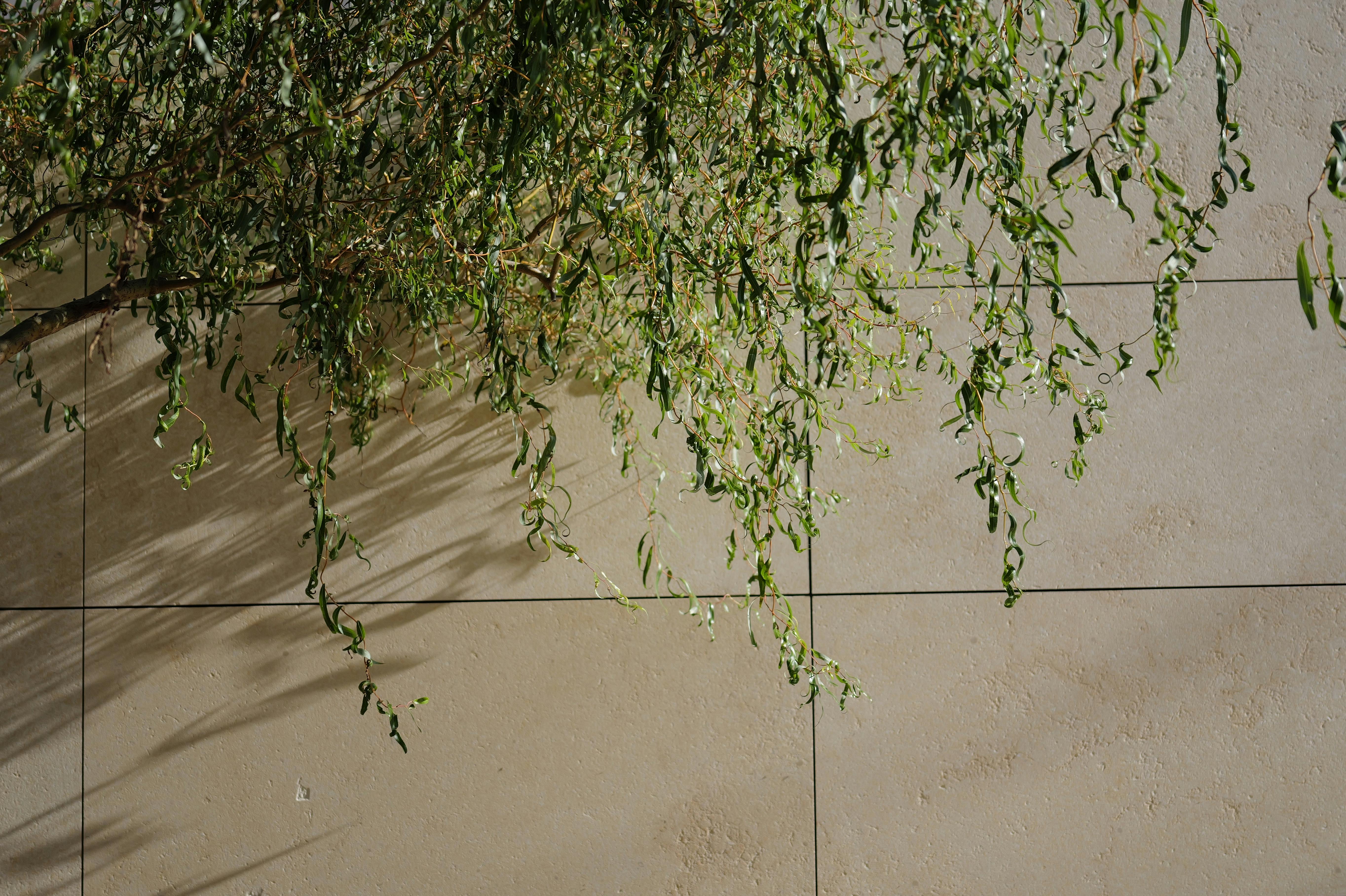 A minimalist stone wall adorned with cascading green foliage in natural sunlight.