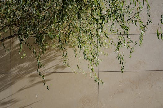 A minimalist stone wall adorned with cascading green foliage in natural sunlight.