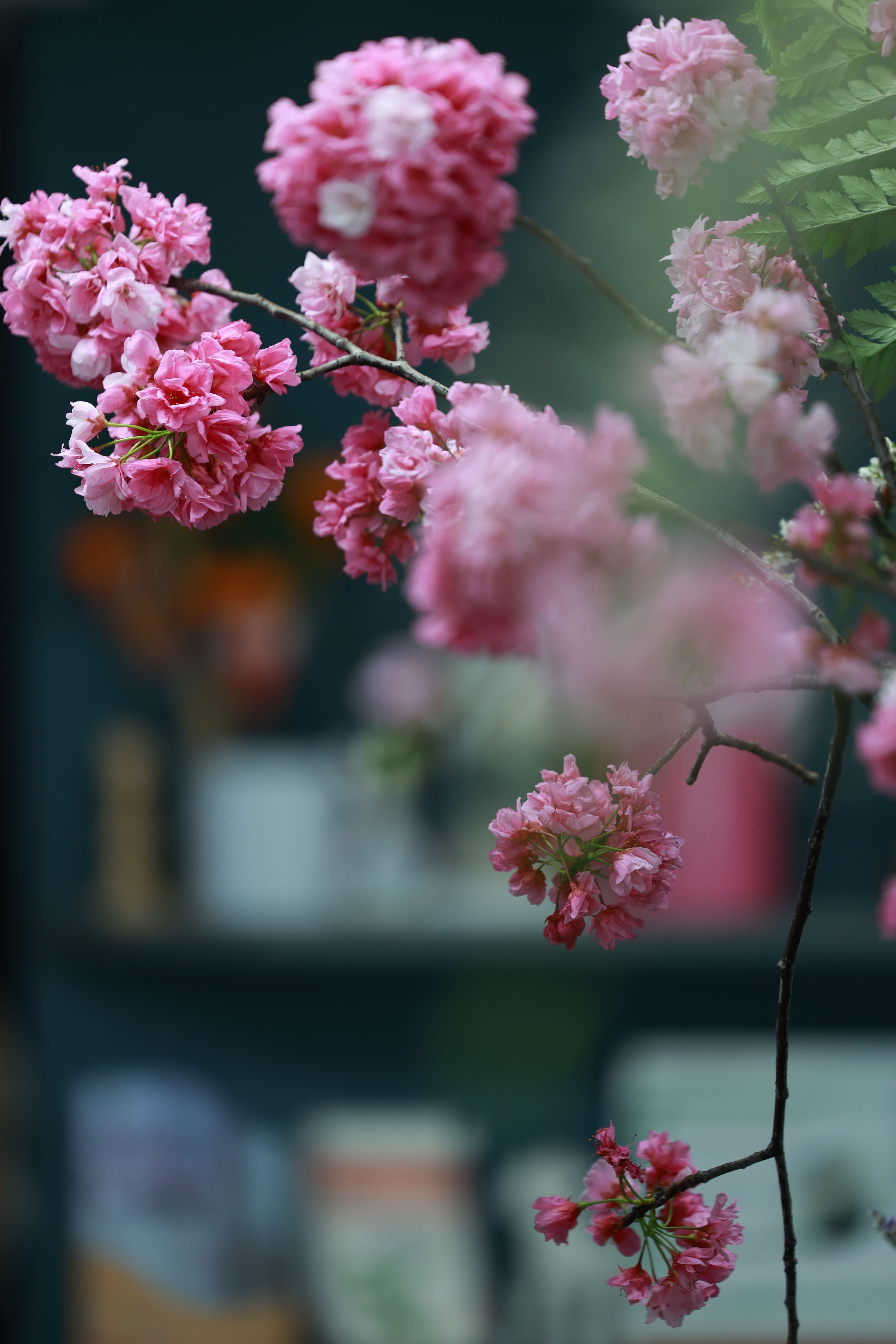 Close-up of vibrant pink cherry blossoms with a blurred background, capturing the beauty of spring.