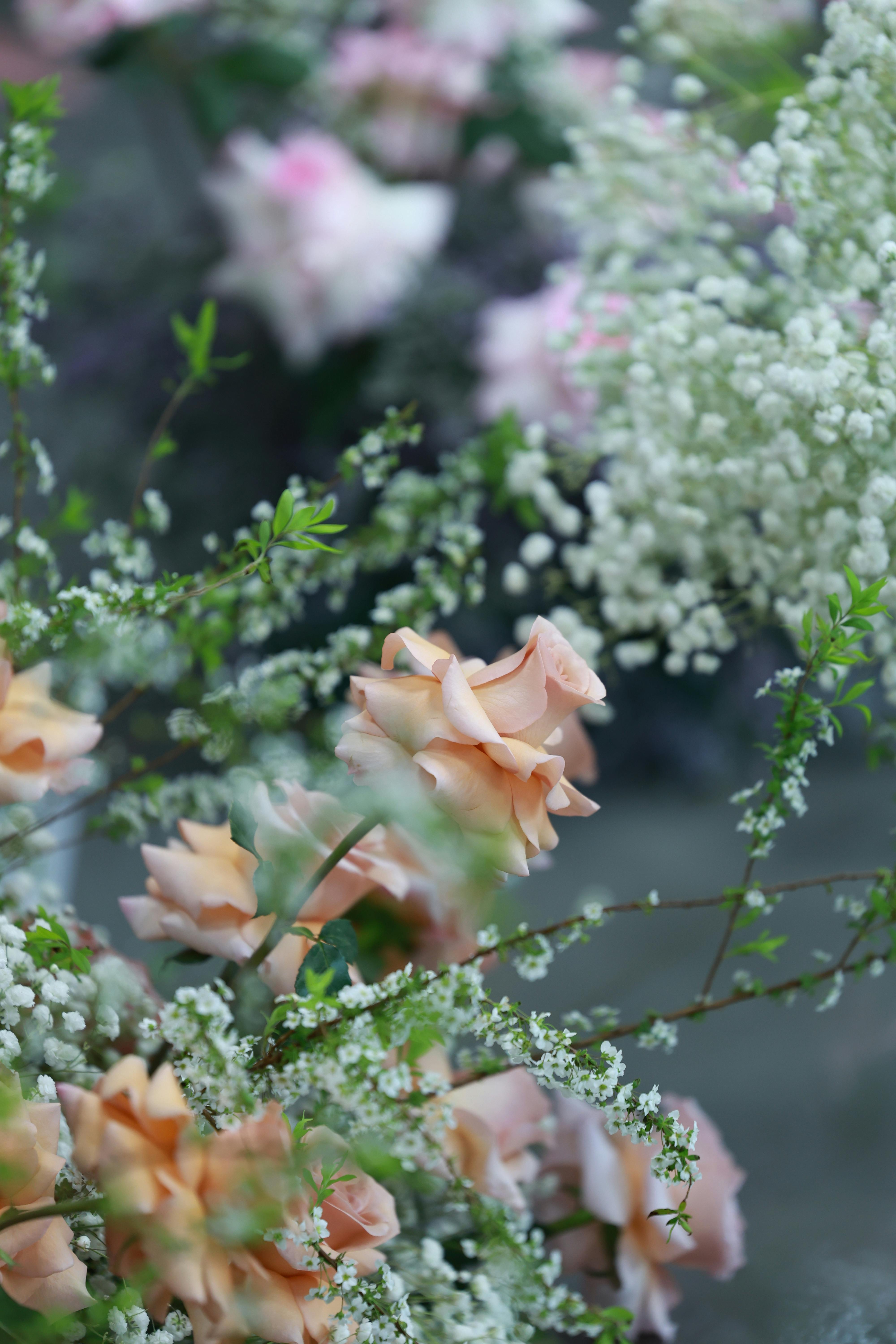 [ColoSach]-delicate-peach-roses-and-baby's-breath-create-a-serene-floral-arrangement-in-soft-focus.