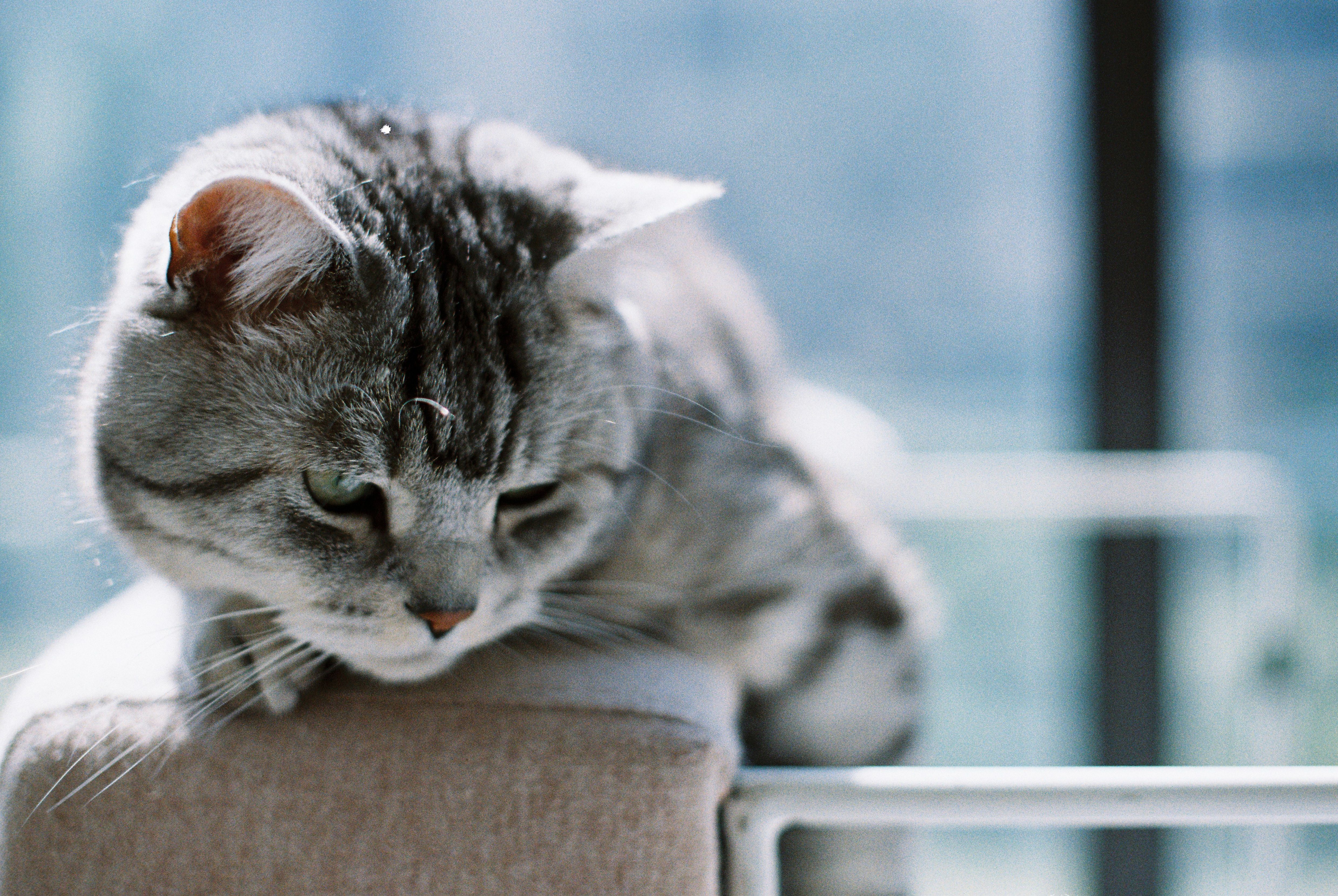 Portrait of a cat at a veterinary clinic