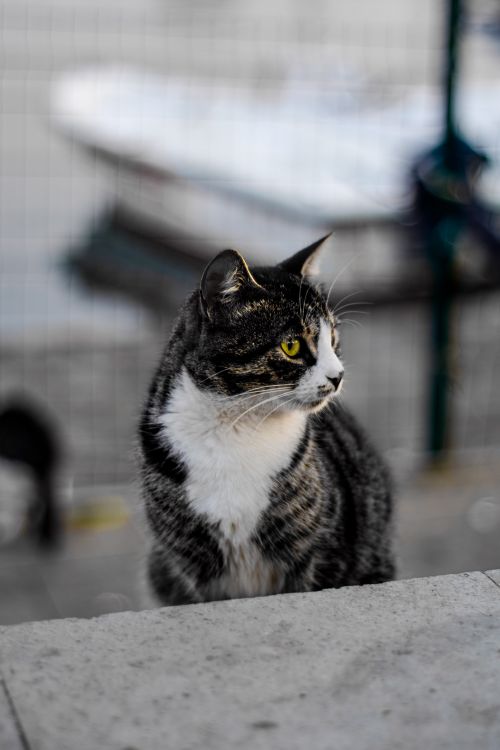Free A charming street cat by the seacoast in Eskihisar, Kocaeli, Türkiye. Stock Photo