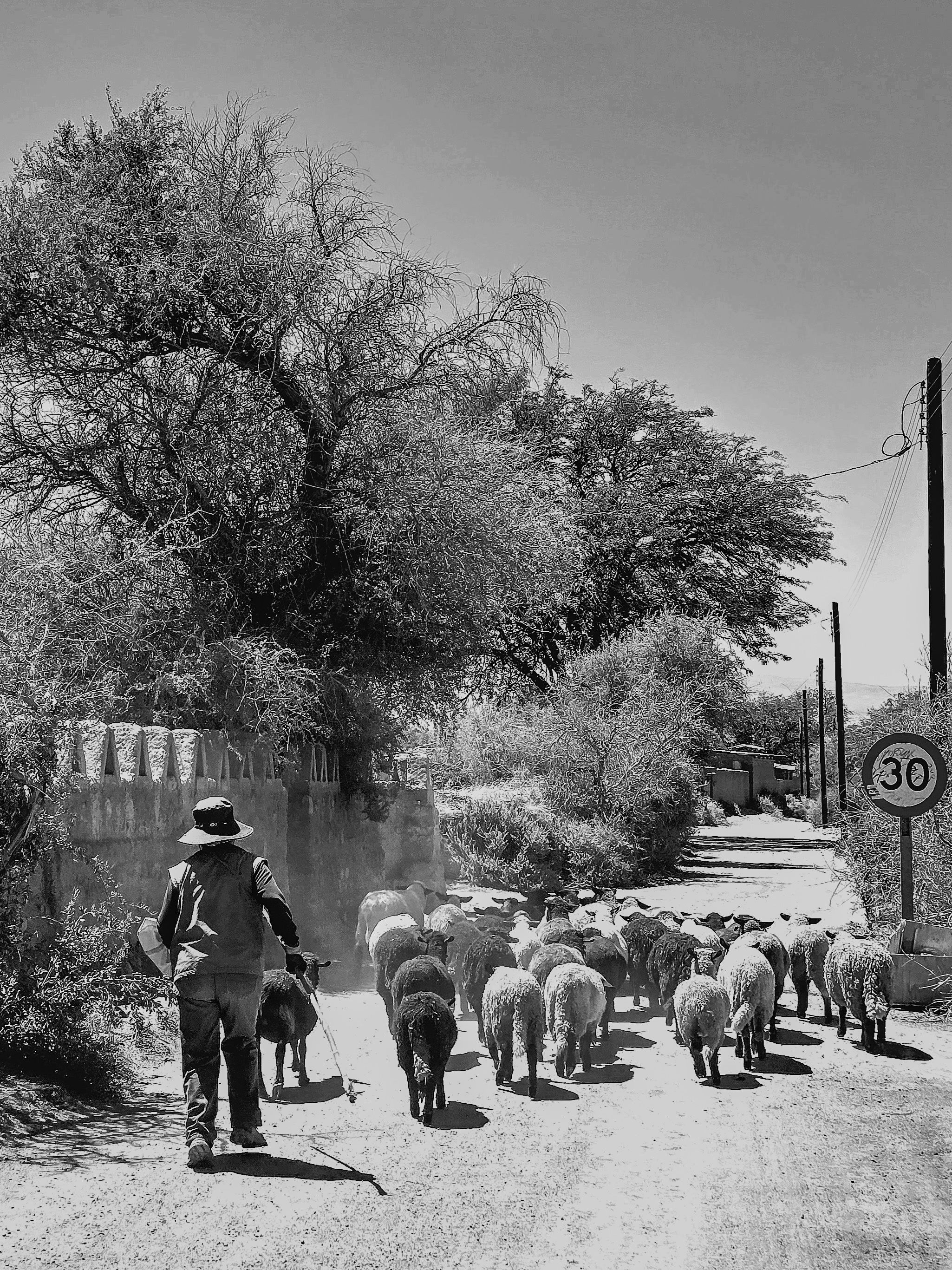 Shepherd Herding Sheep on a Rural Road · Free Stock Photo