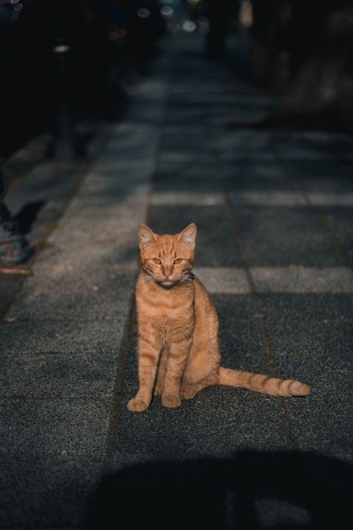 Free A ginger cat sits on a sunlit sidewalk in Istanbul, showcasing urban life. Stock Photo