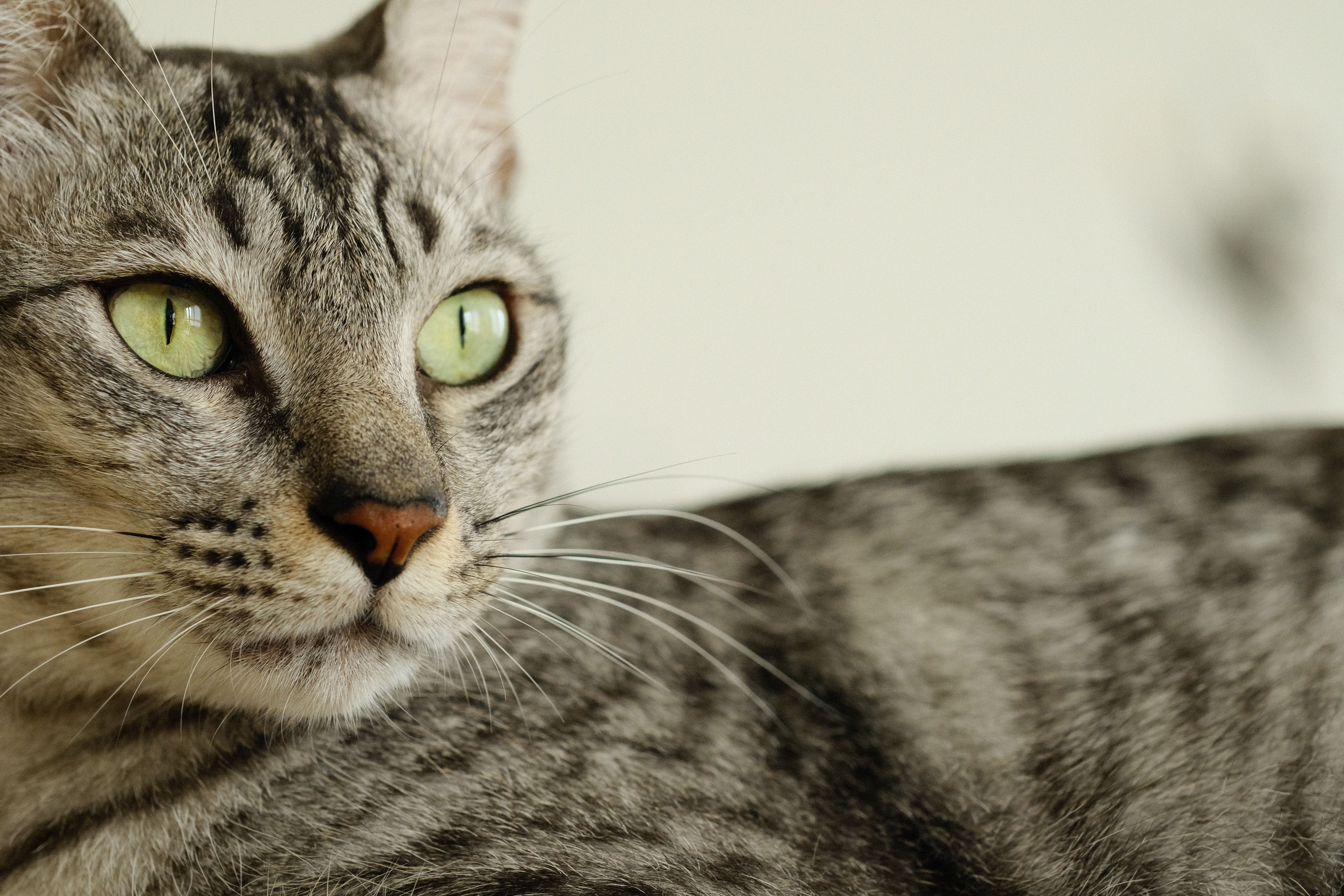 Close-up of a Grey Tabby Cat with Green Eyes · Free Stock Photo