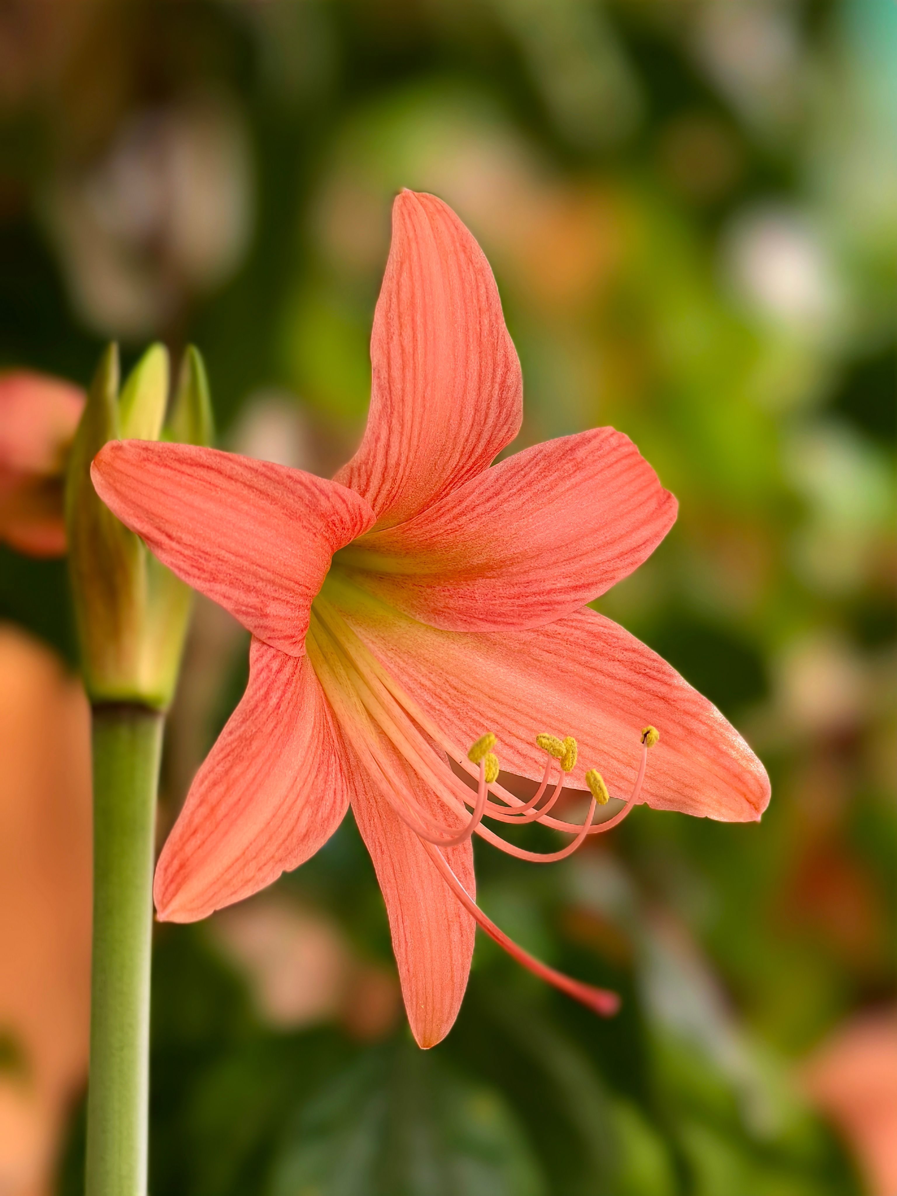 Hippeastrum Rutilum Photos, Download The BEST Free Hippeastrum Rutilum  Stock Photos & HD Images