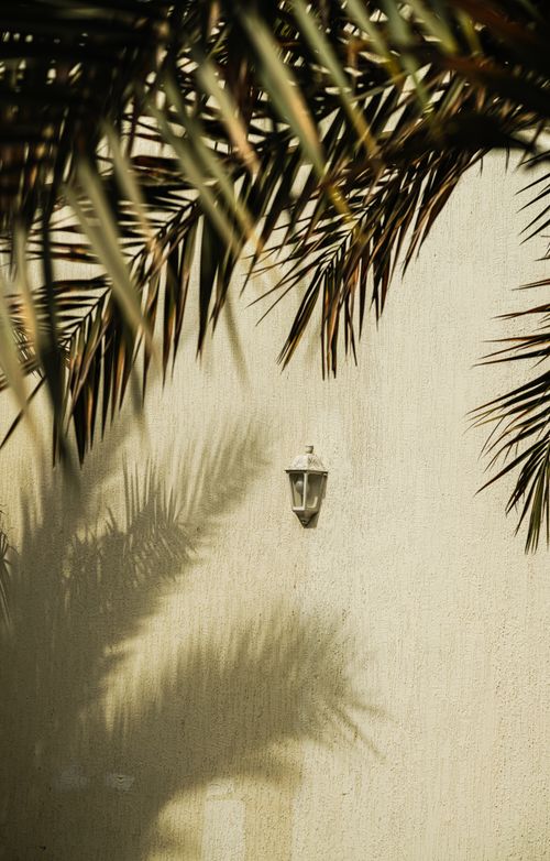 Free Palm fronds casting shadows on a beige wall under sunlight in Dubai. Stock Photo