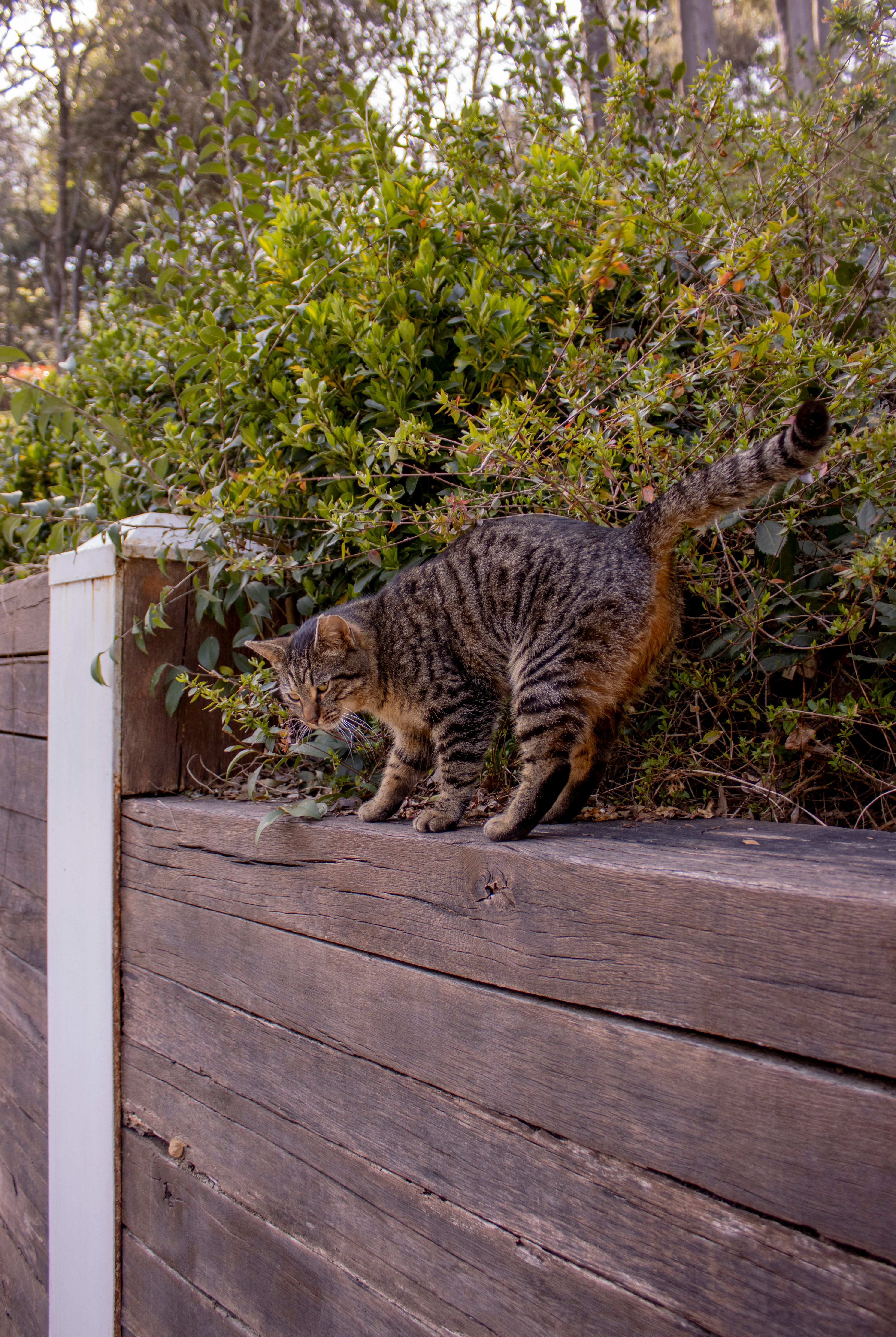 Tabby Cat Outdoors on Wooden Fence · Free Stock Photo