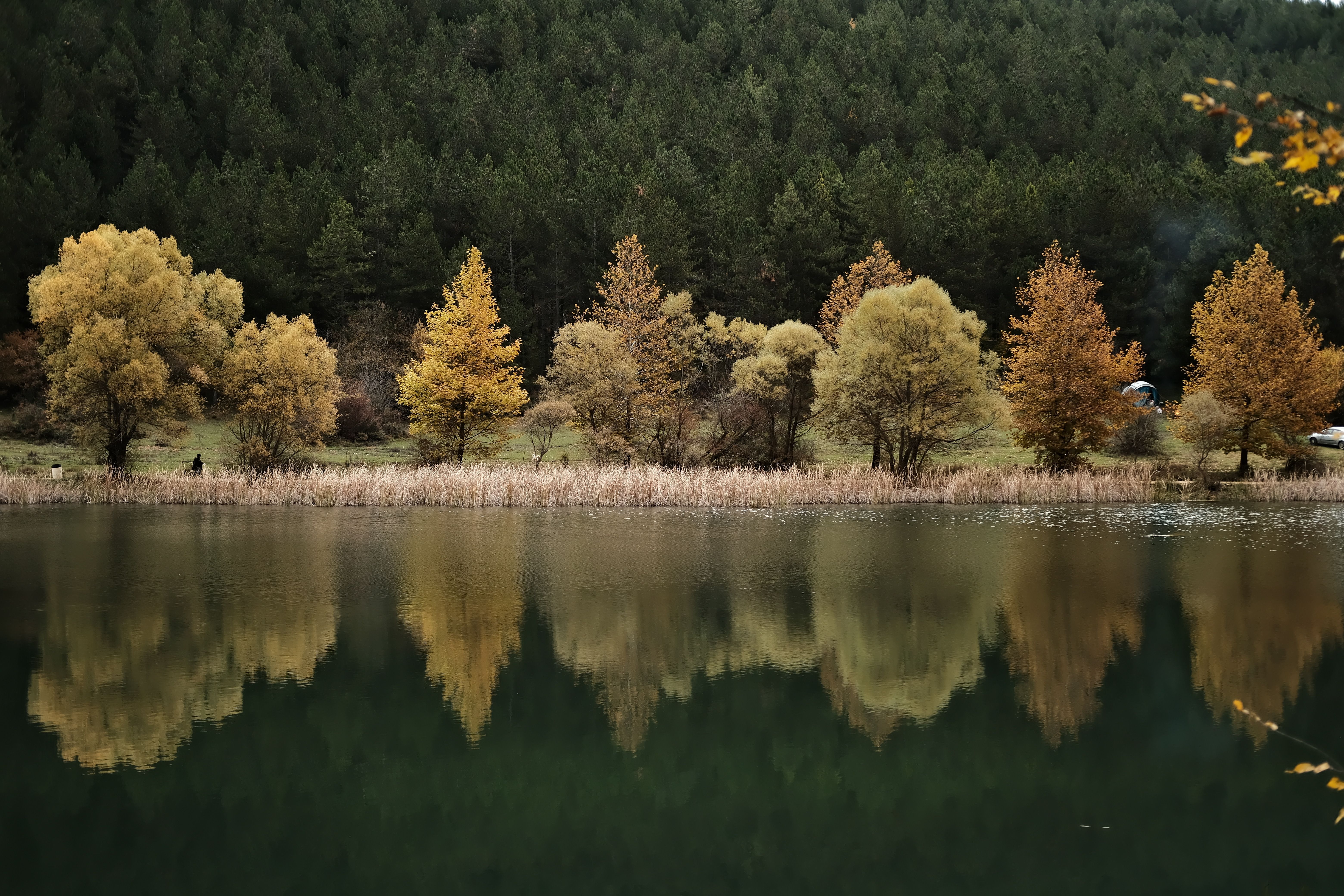 Serene Autumn Lake with Tree Reflection · Free Stock Photo