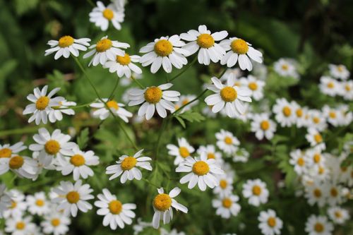 Free Cluster of vibrant white daisy flowers in full spring bloom outdoors. Stock Photo