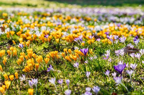 Free A colorful field of purple and yellow crocuses in full bloom during spring, shot outdoors. Stock Photo