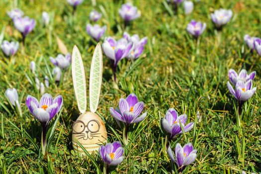 Colorful Easter egg with bunny ears nestled among vibrant spring crocuses on a sunny day.