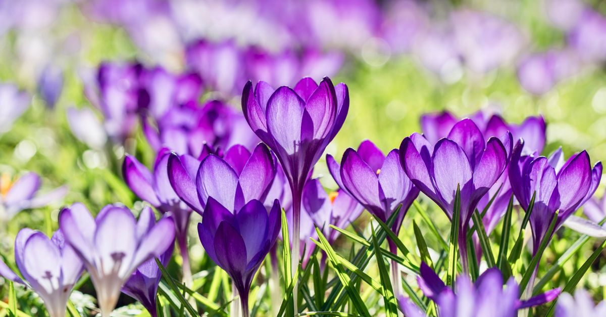Purple crocuses in full bloom signifying the arrival of spring. Vibrant and fresh garden scene. - Evidence evidence guide for saffron anxiety meta-analysis