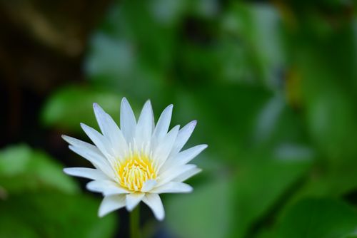Free Close-up of a serene white water lily in lush green surroundings, depicting natural beauty. Stock Photo