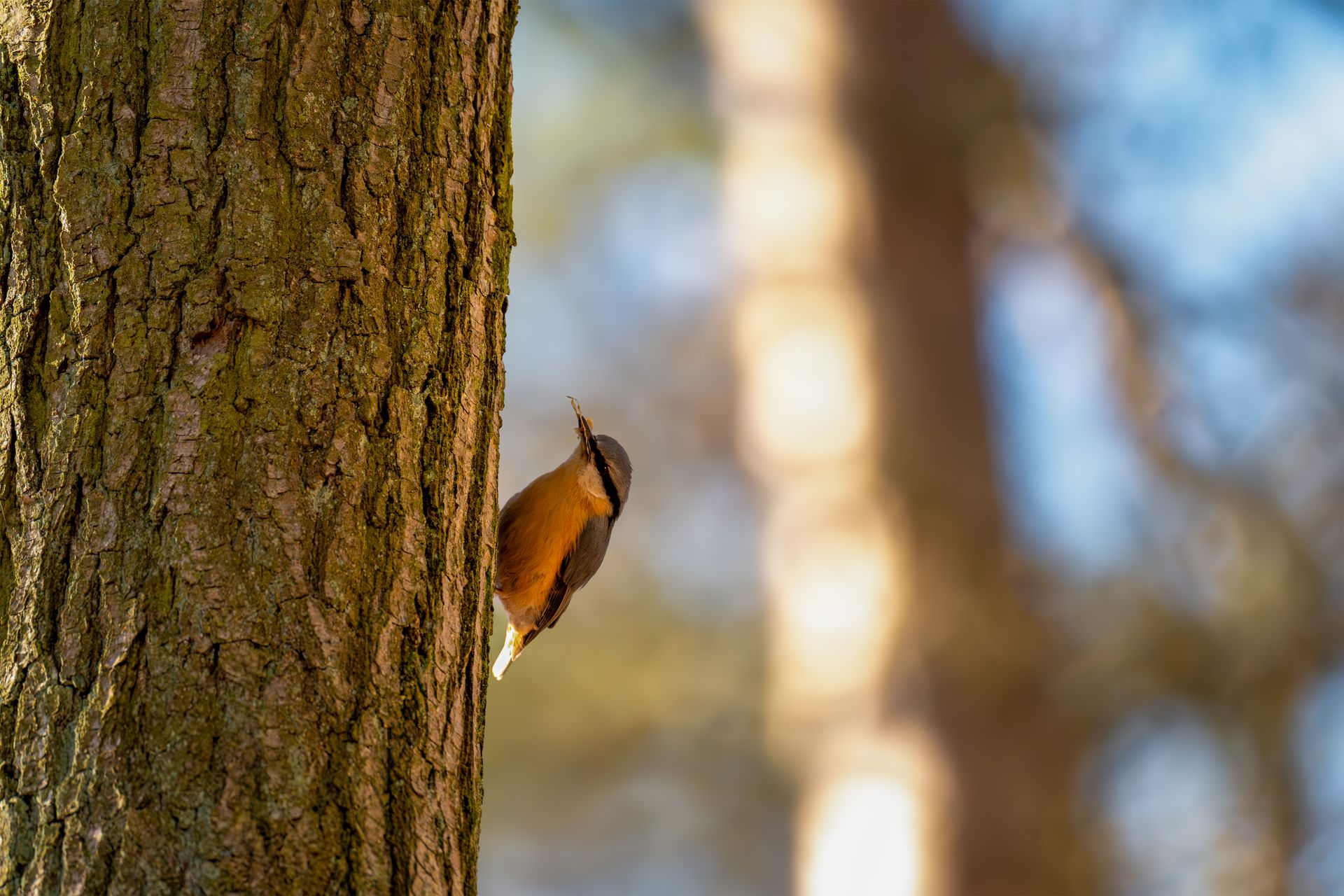A nuthatch perched on a tree trunk in a sunlit forest, collecting nesting materials.