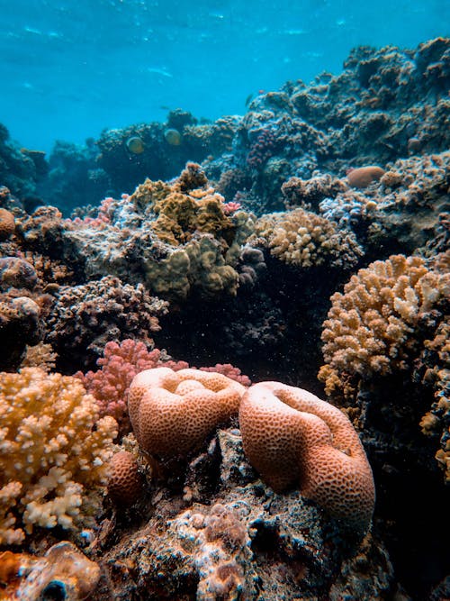 Free Underwater Photography Of Corals Stock Photo