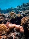 探索水下丰富多彩的珊瑚礁，那里充满了多样化的海洋生物