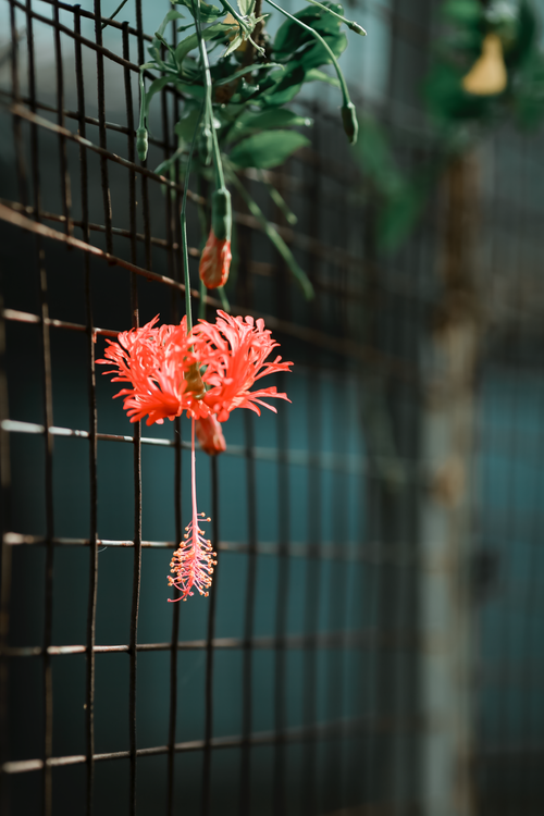 Free Vibrant red Hibiscus flower hanging on a metal fence, showcasing natural beauty. Stock Photo