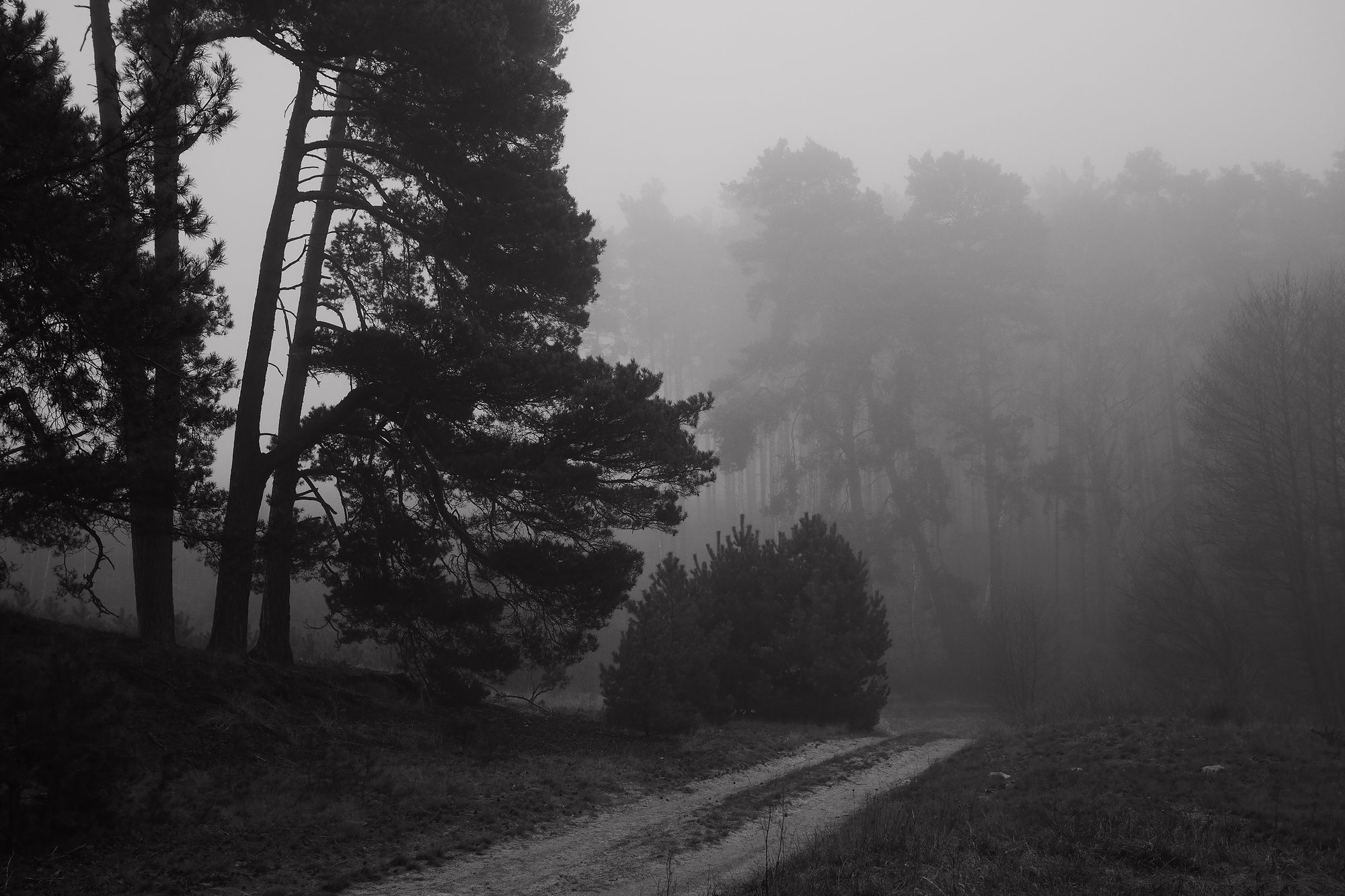 Sendero entre árboles altos cubierto por una niebla espesa