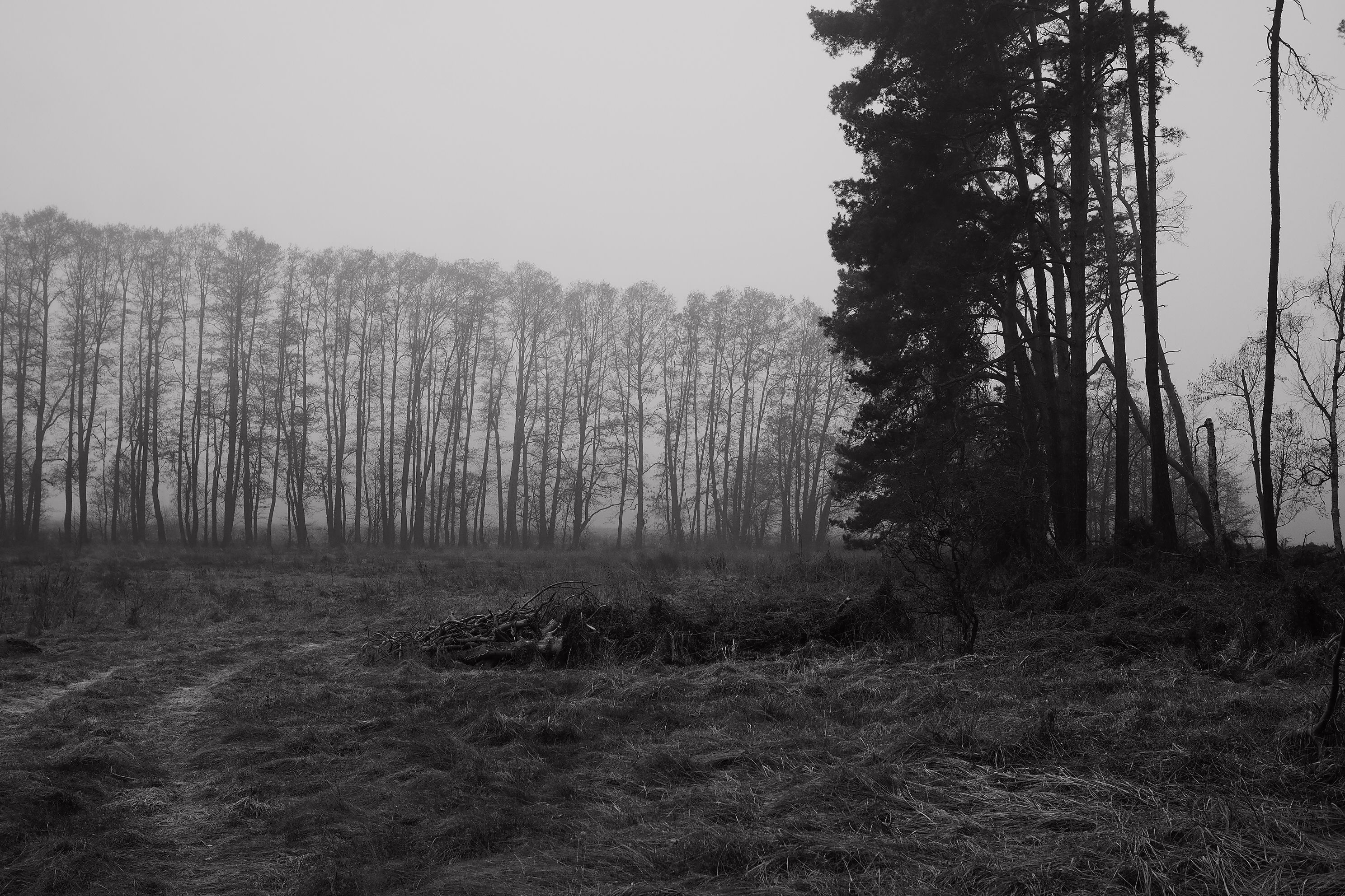 Black and White Foggy Forest Landscape · Free Stock Photo