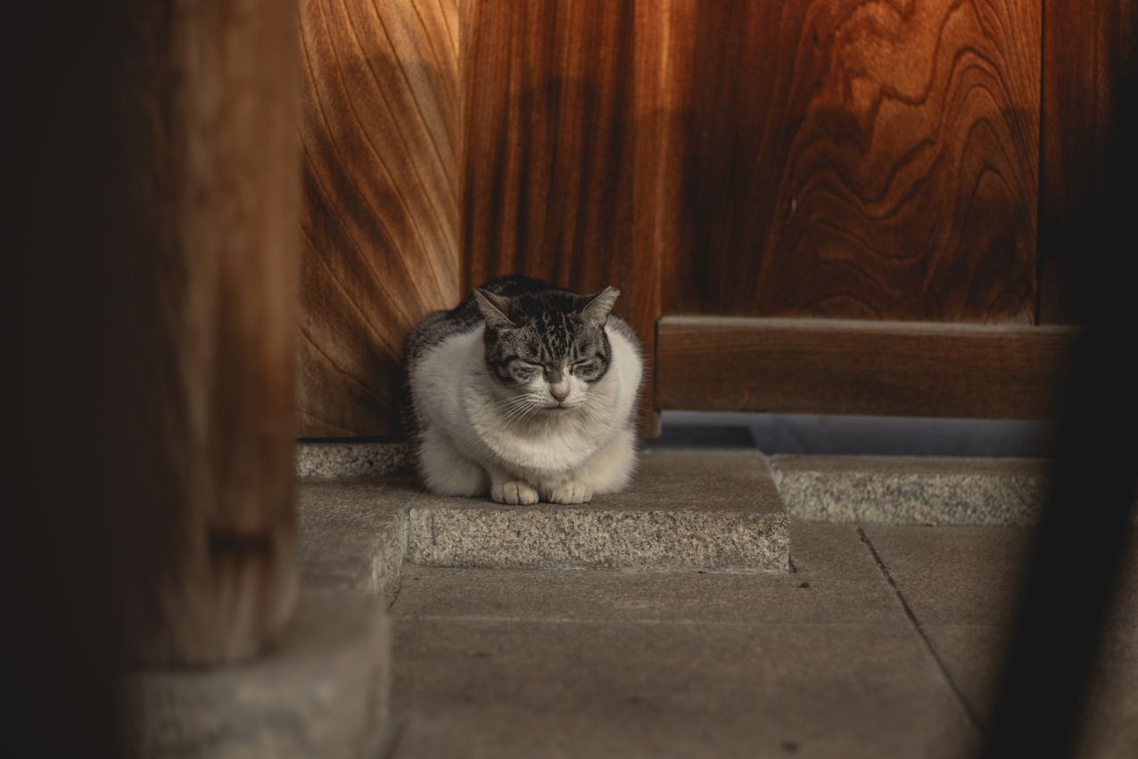 View of Chemo for Cats with Lymphoma: Treatment Options and Care
