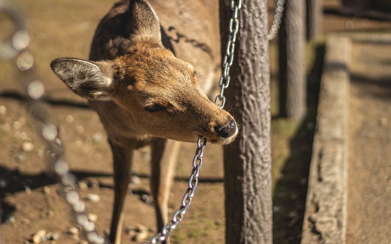 Nara deer park Japan sika deer sacred walking