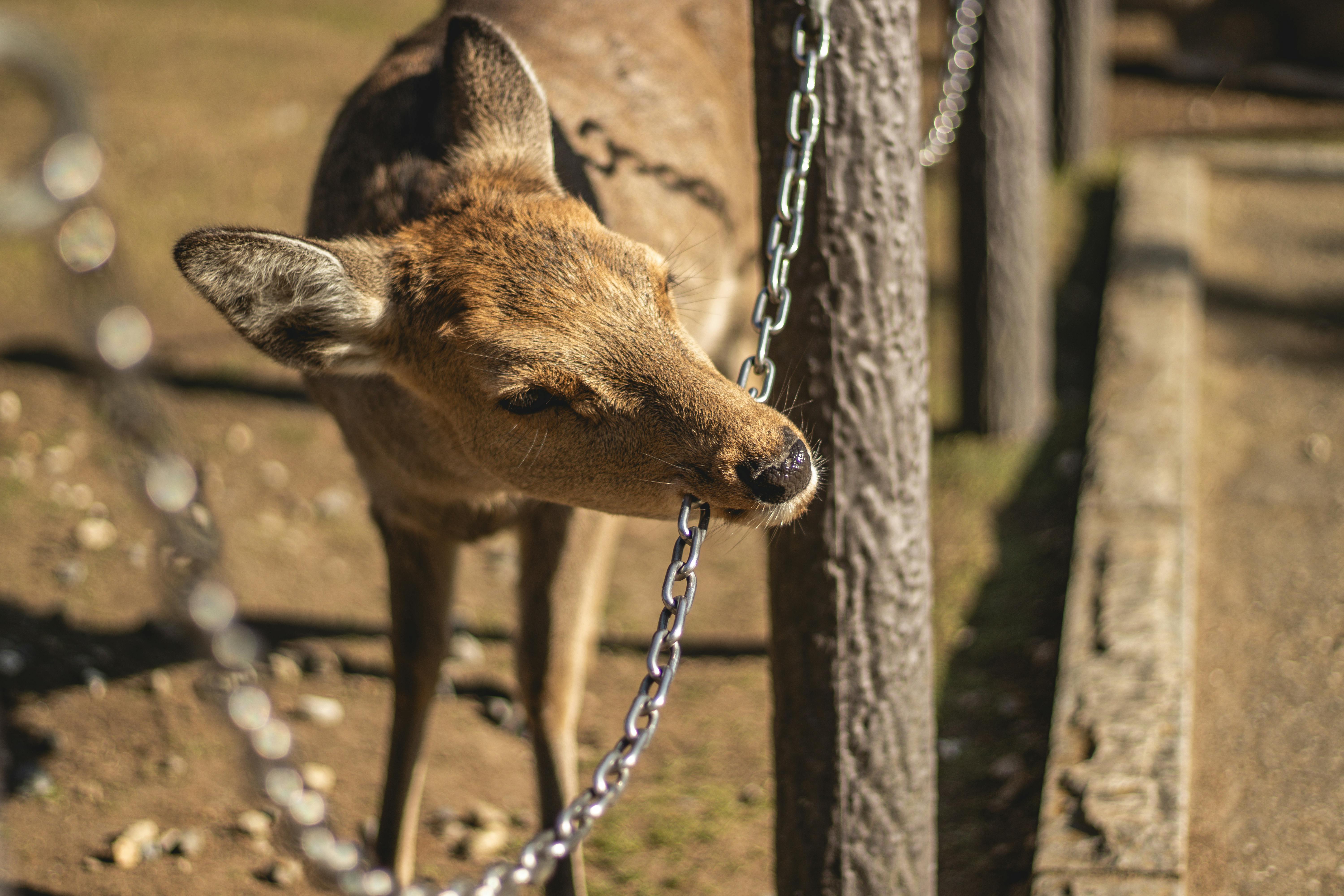 grátis Um cervo pacífico mordisca uma corrente no Parque Nara, cenário sereno do Japão. Foto profissional
