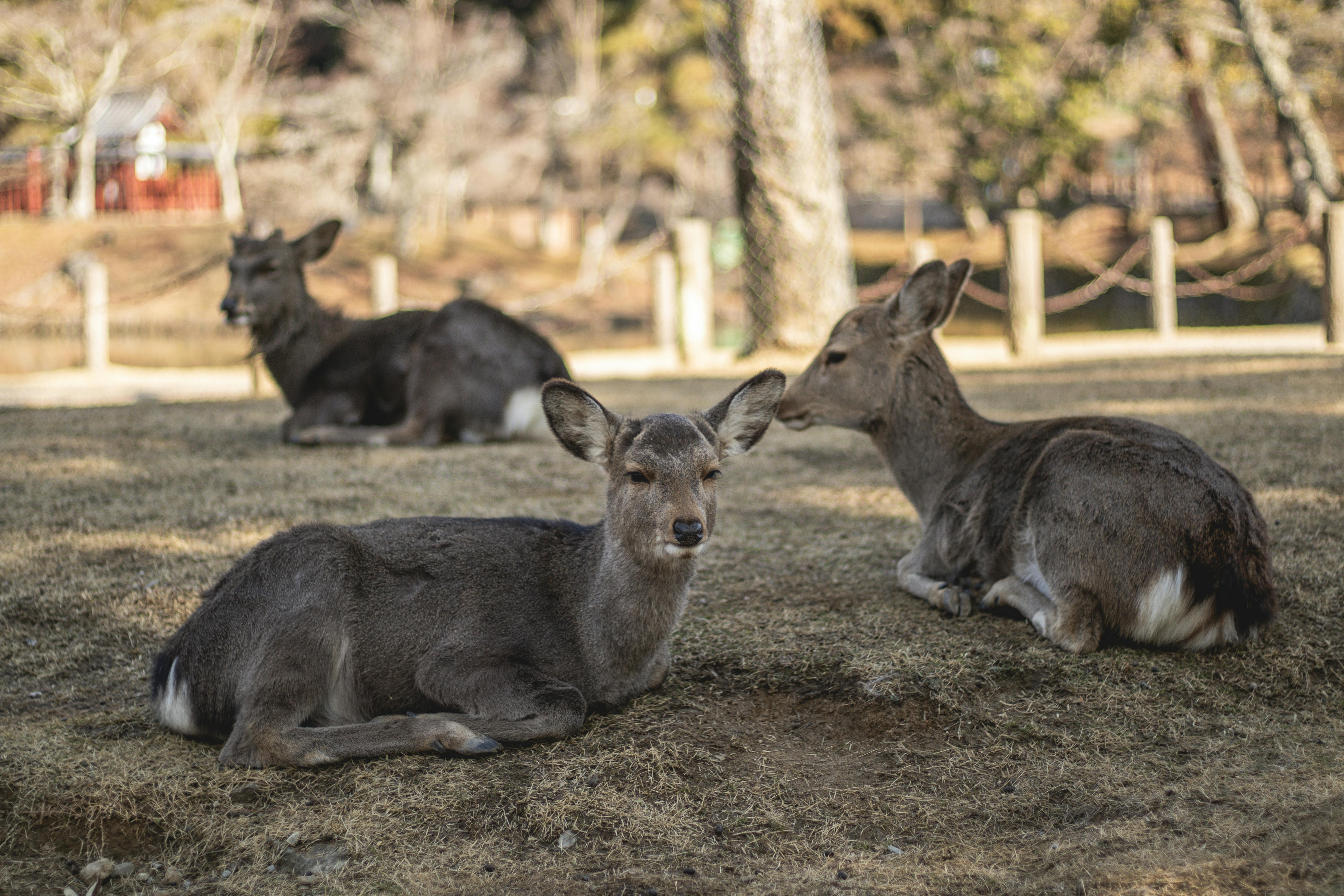 Airport transfers in Nara