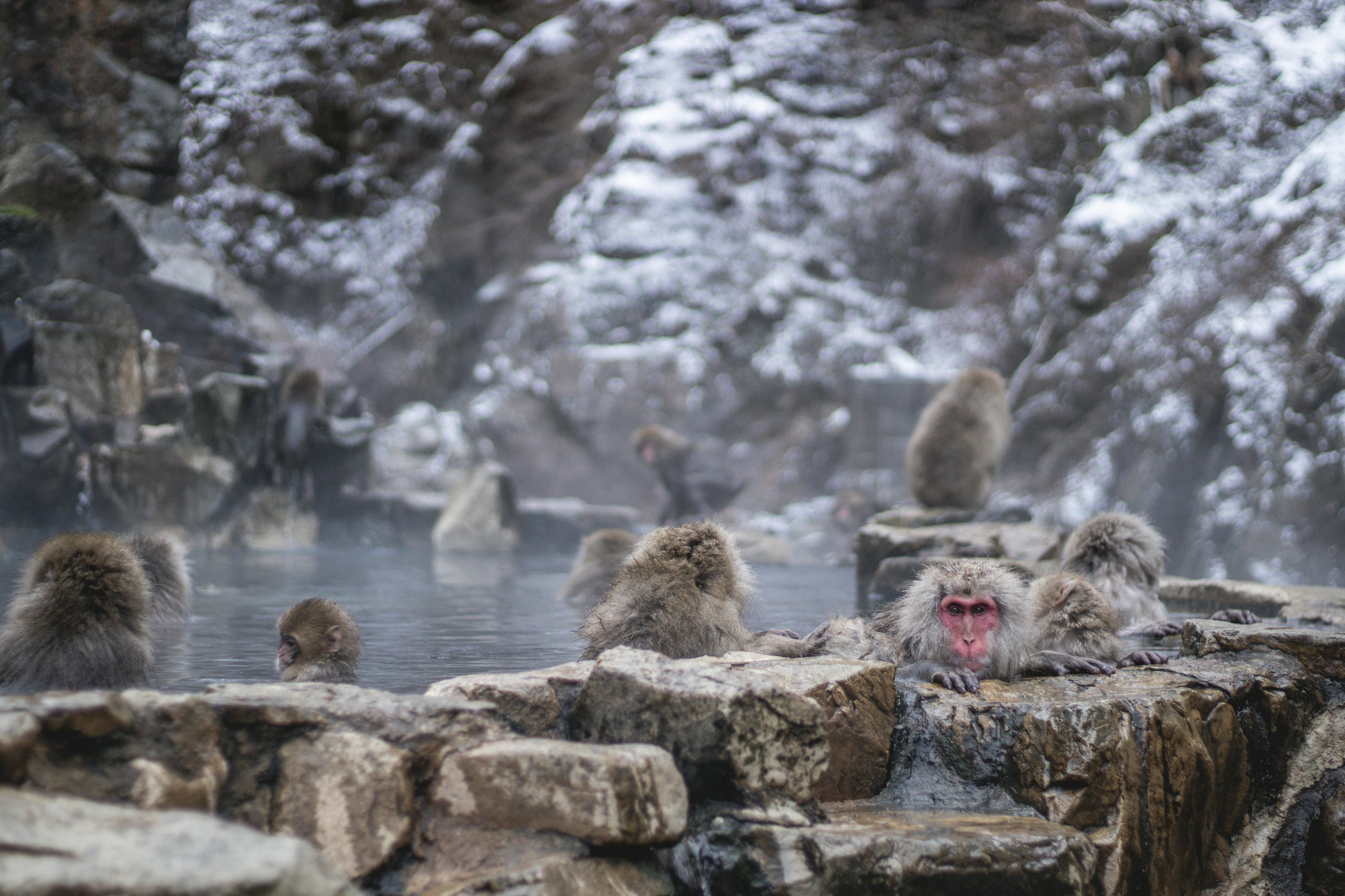 Japanese snow monkeys relaxing in steaming hot spring with frost-covered faces and snow falling at Jigokudani Park