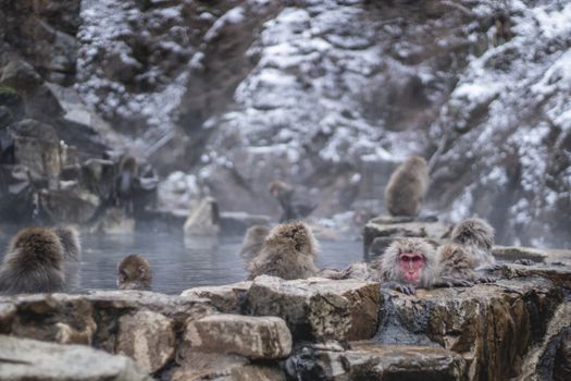 Jigokudani monkey hot springs — Sapporo