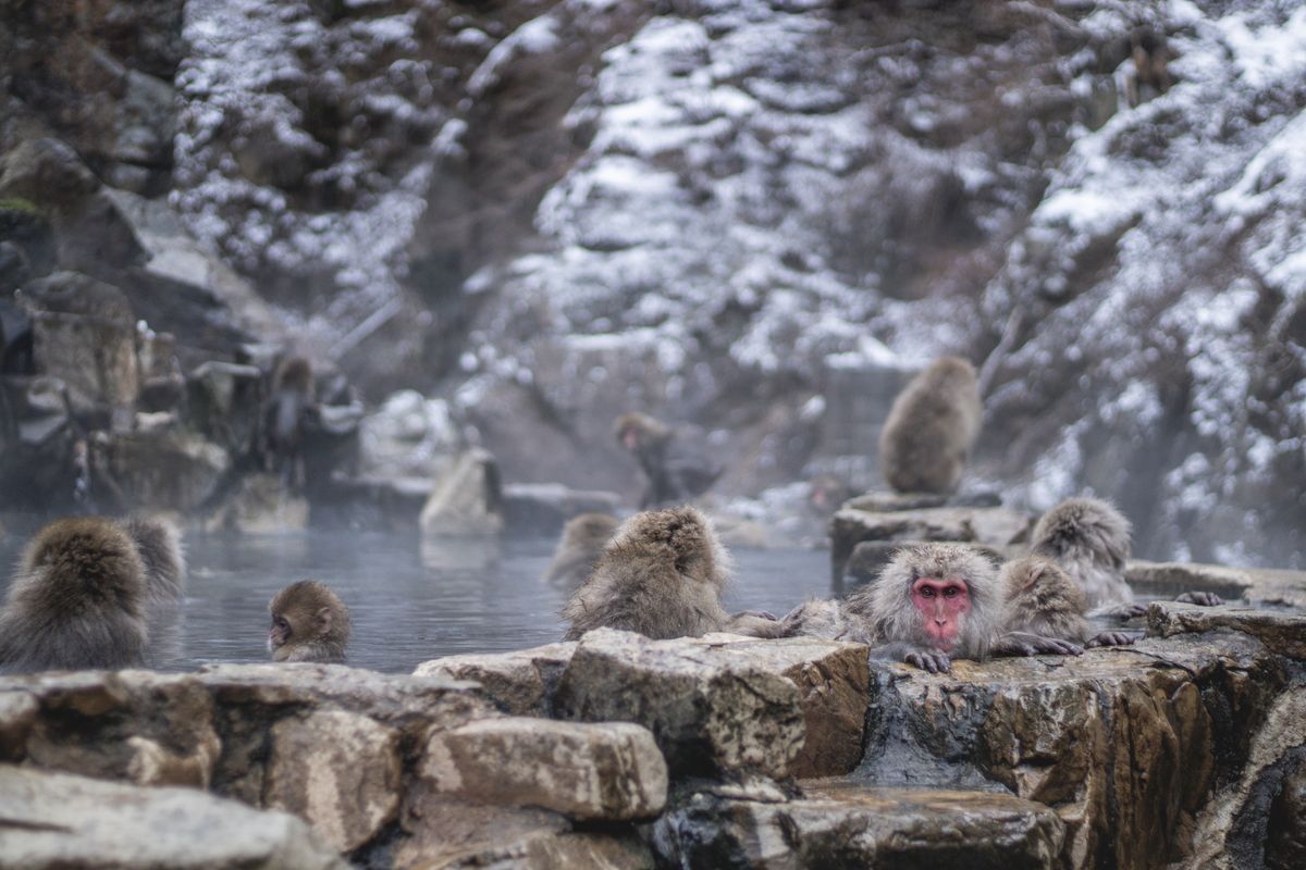Steaming outdoor onsen hot spring bath surrounded by forest in Tohoku Japan
