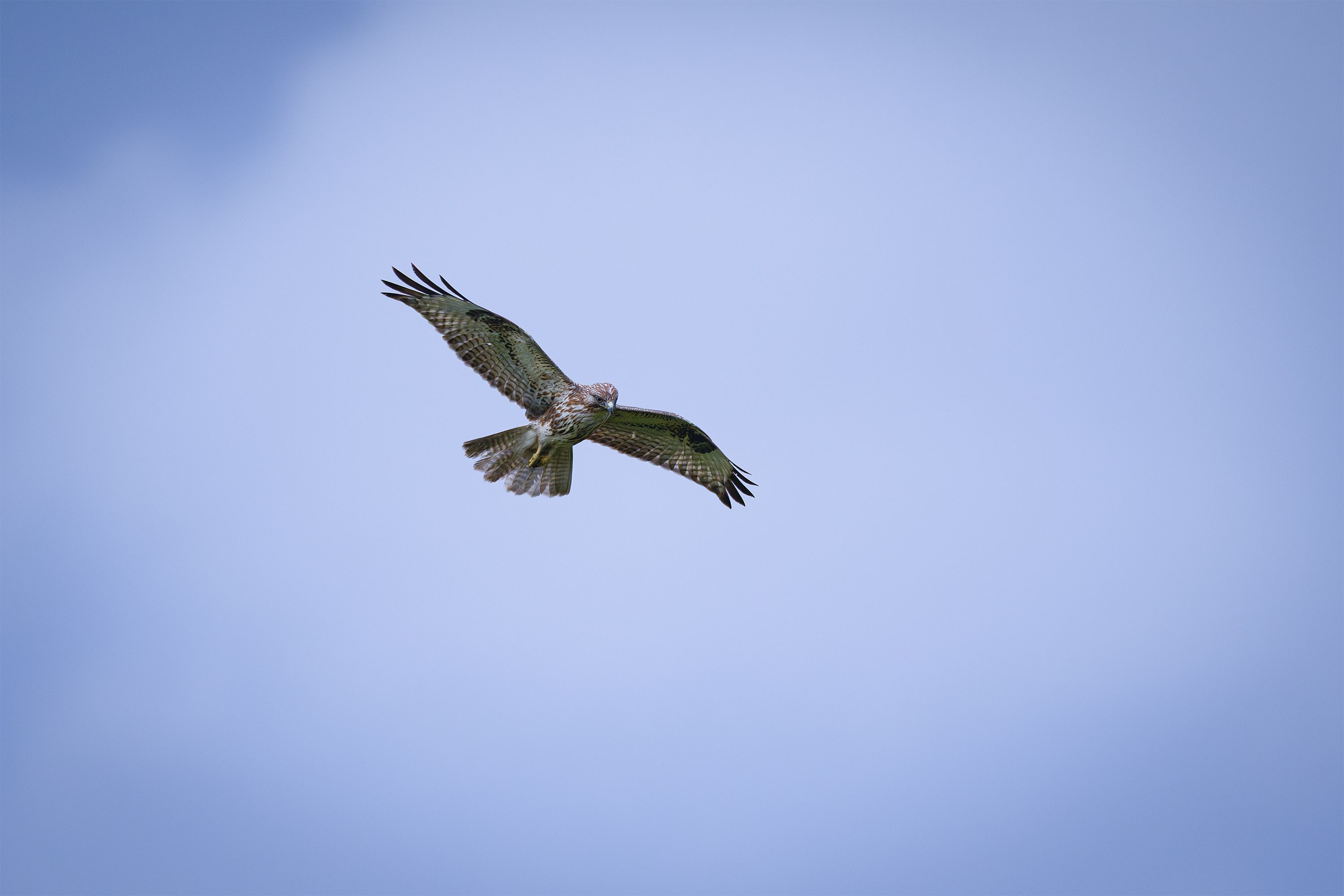 An impressive hawk gliding gracefully amidst a calm blue sky.