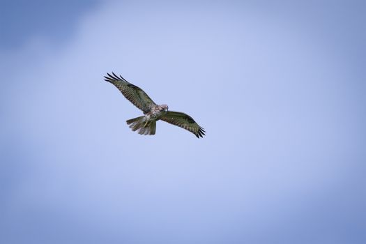 eagle photo