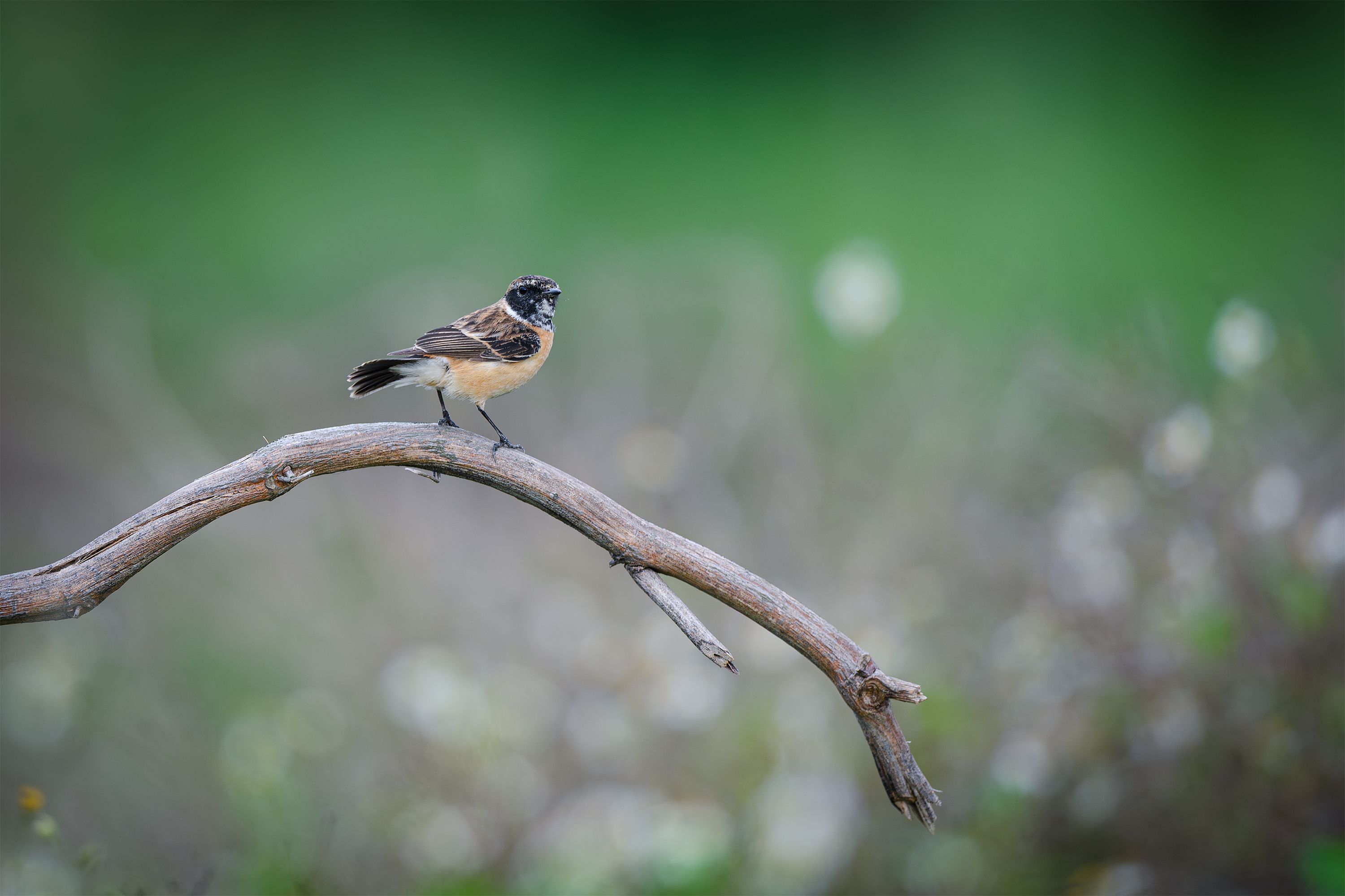 Common Stonechat Bird on a Branch in Spring · Free Stock Photo