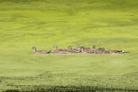 Wood Ducks Swimming in Algae-Covered Pond