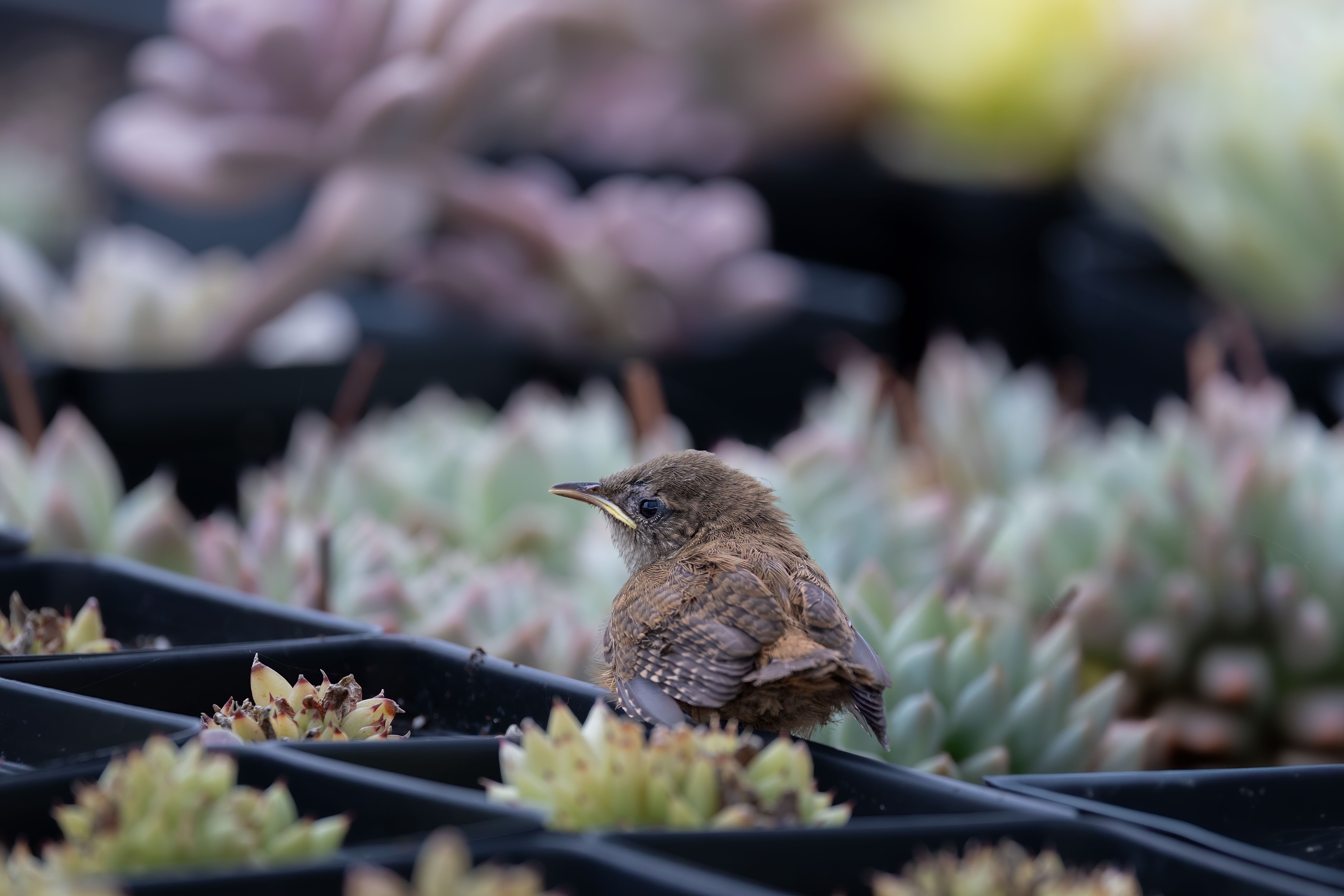 Top Flowering Plants for Birds