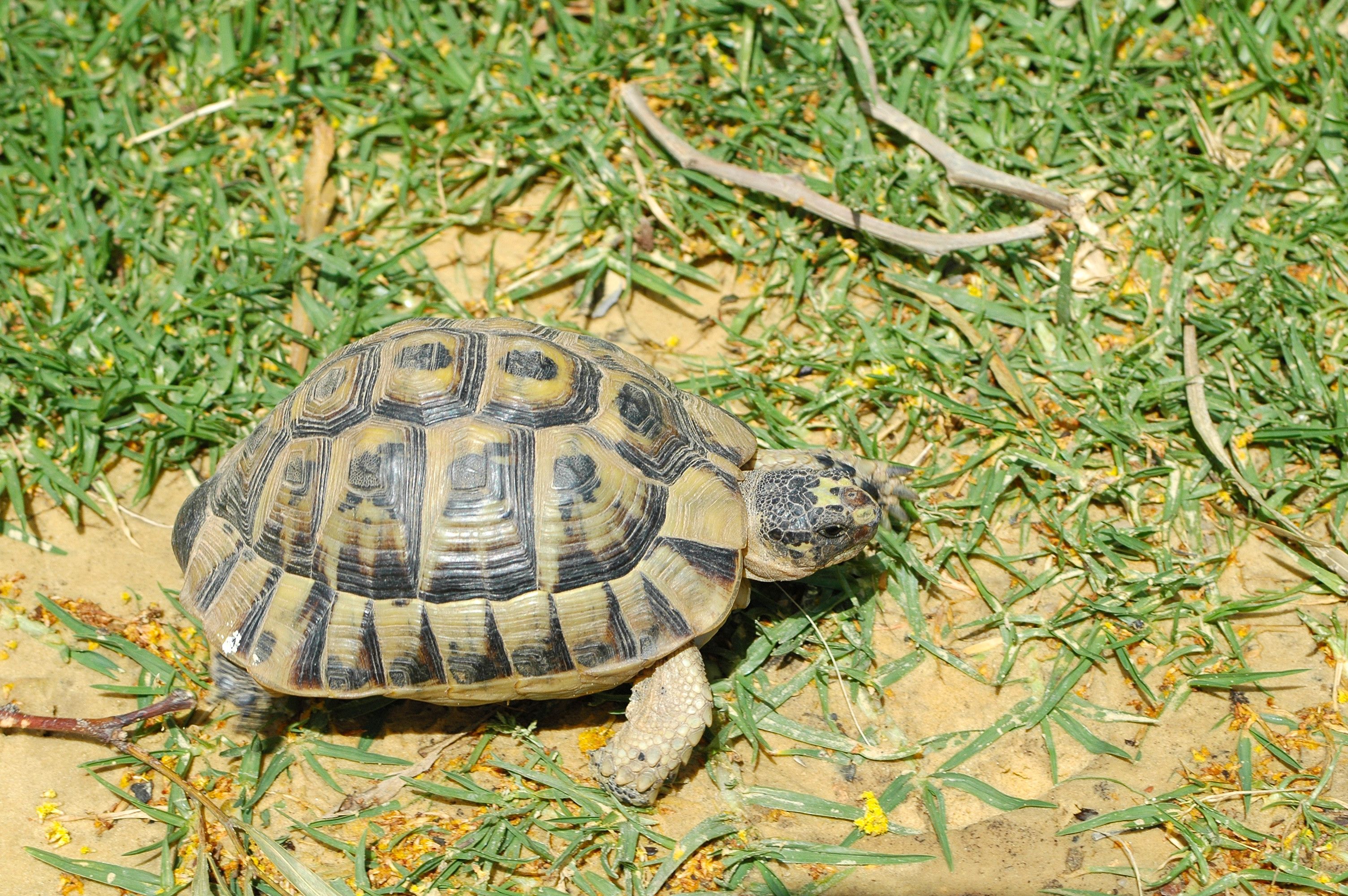 Close-up of a tortoise on grass in Hammamet Sud, Tunisia.