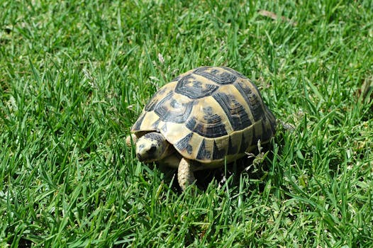 A tortoise enjoying a sunny day on a lush grass lawn in Hammamet Sud, Tunisia.