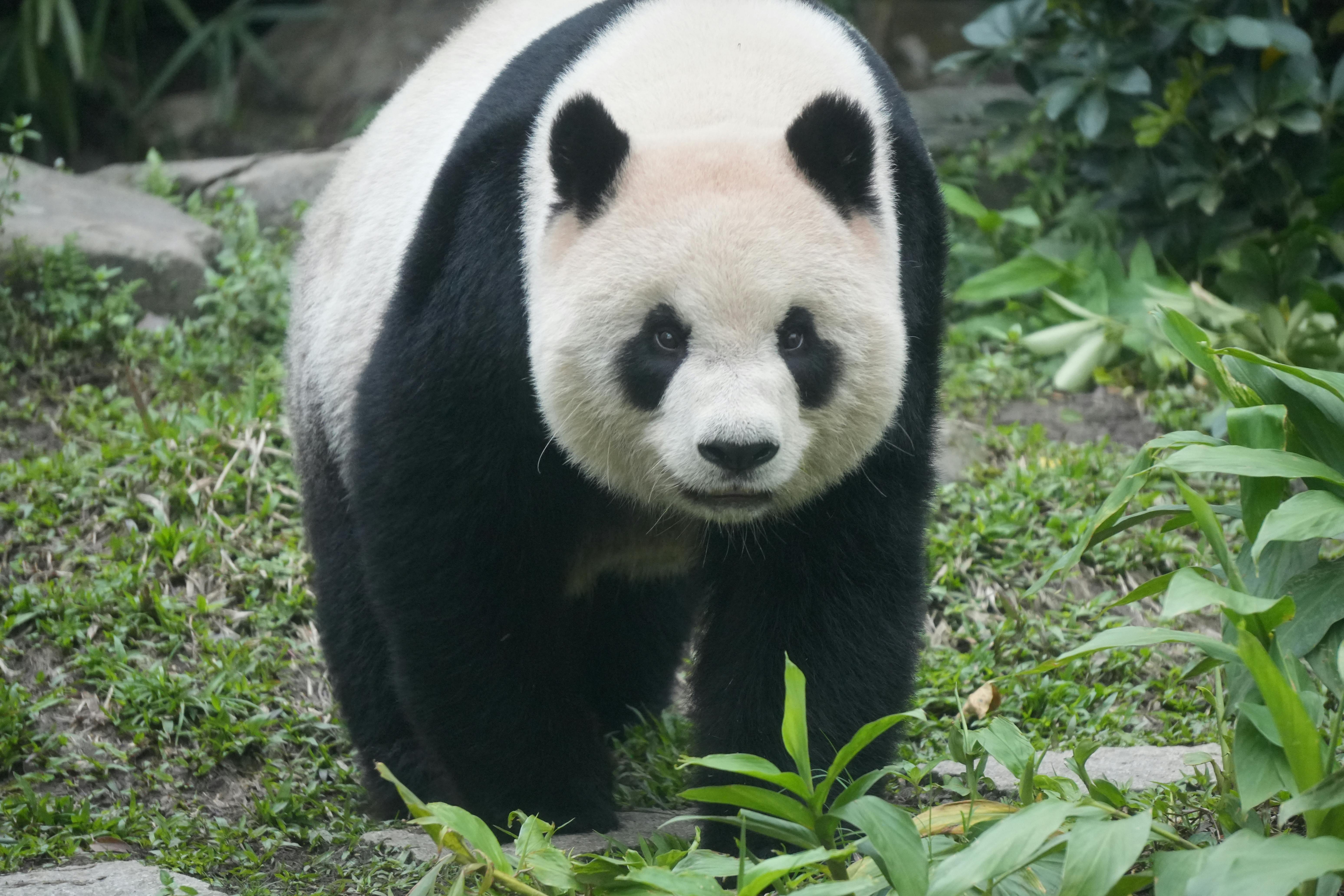 Giant Panda Bear