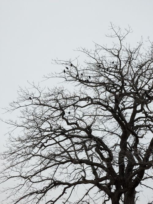 Free A stark winter scene with a barren tree and perched birds in Kingston, Ontario. Stock Photo