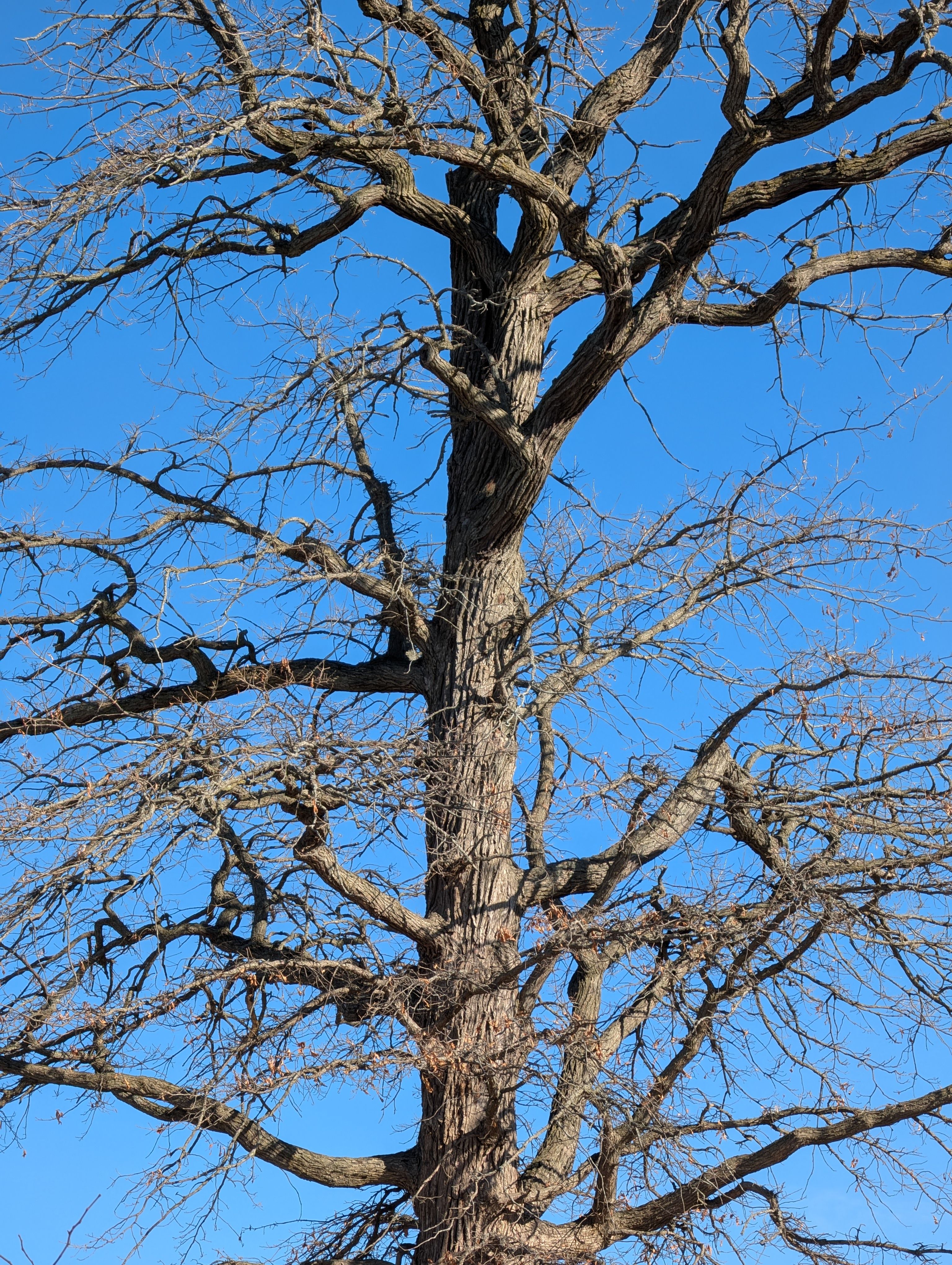 Bare Tree Against Clear Blue Sky · Free Stock Photo
