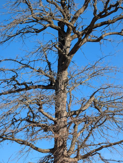 Free A towering bare tree branches sprawling against a vibrant blue sky. Stock Photo