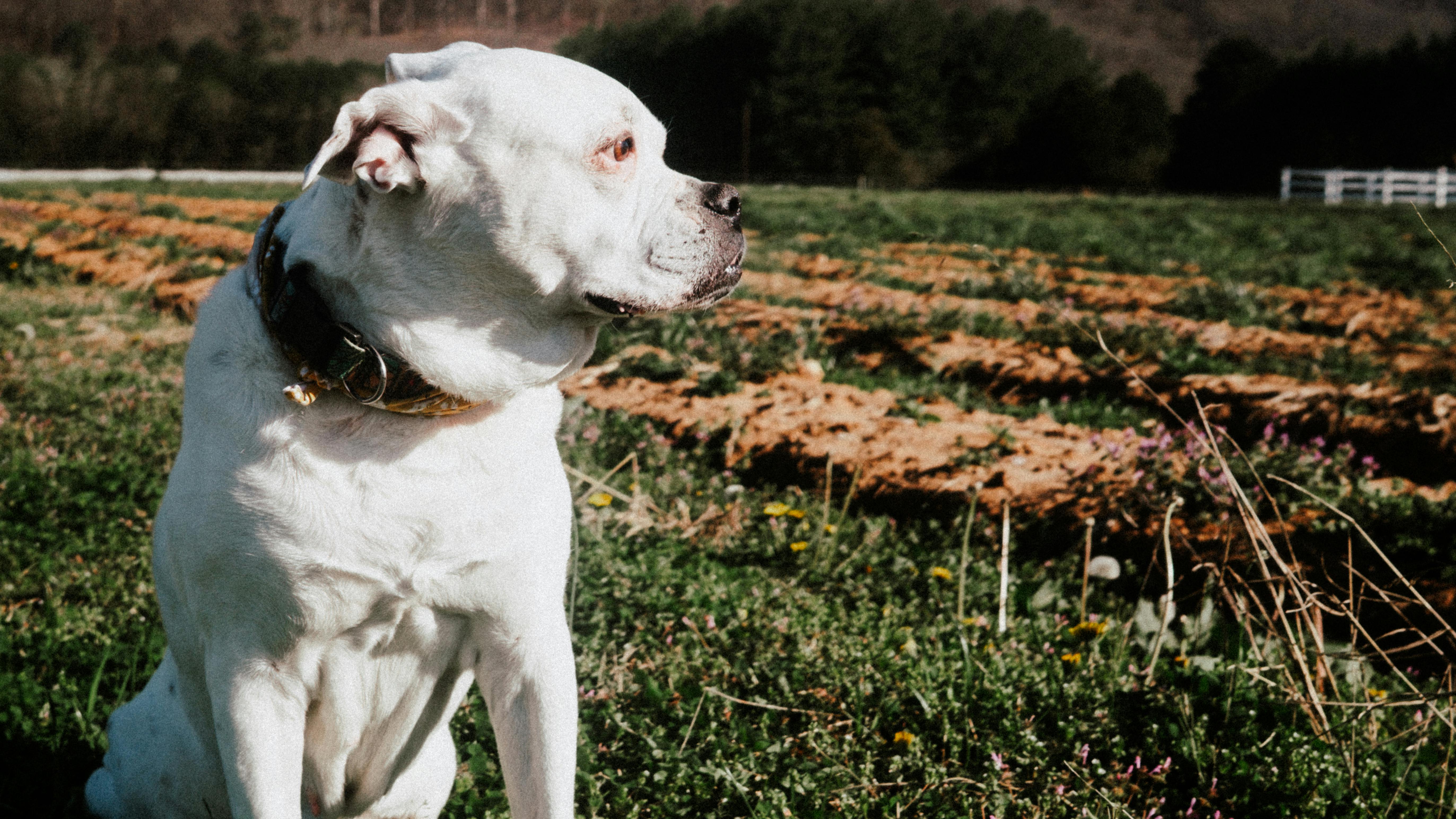 Spring Season Pet Safety Tips - WGN — Photo by K on Pexels