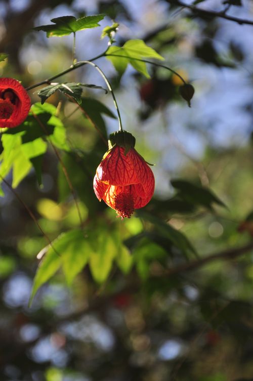 Free Close-up of a vibrant red flower hanging naturally in sunlight, surrounded by green leaves. Stock Photo