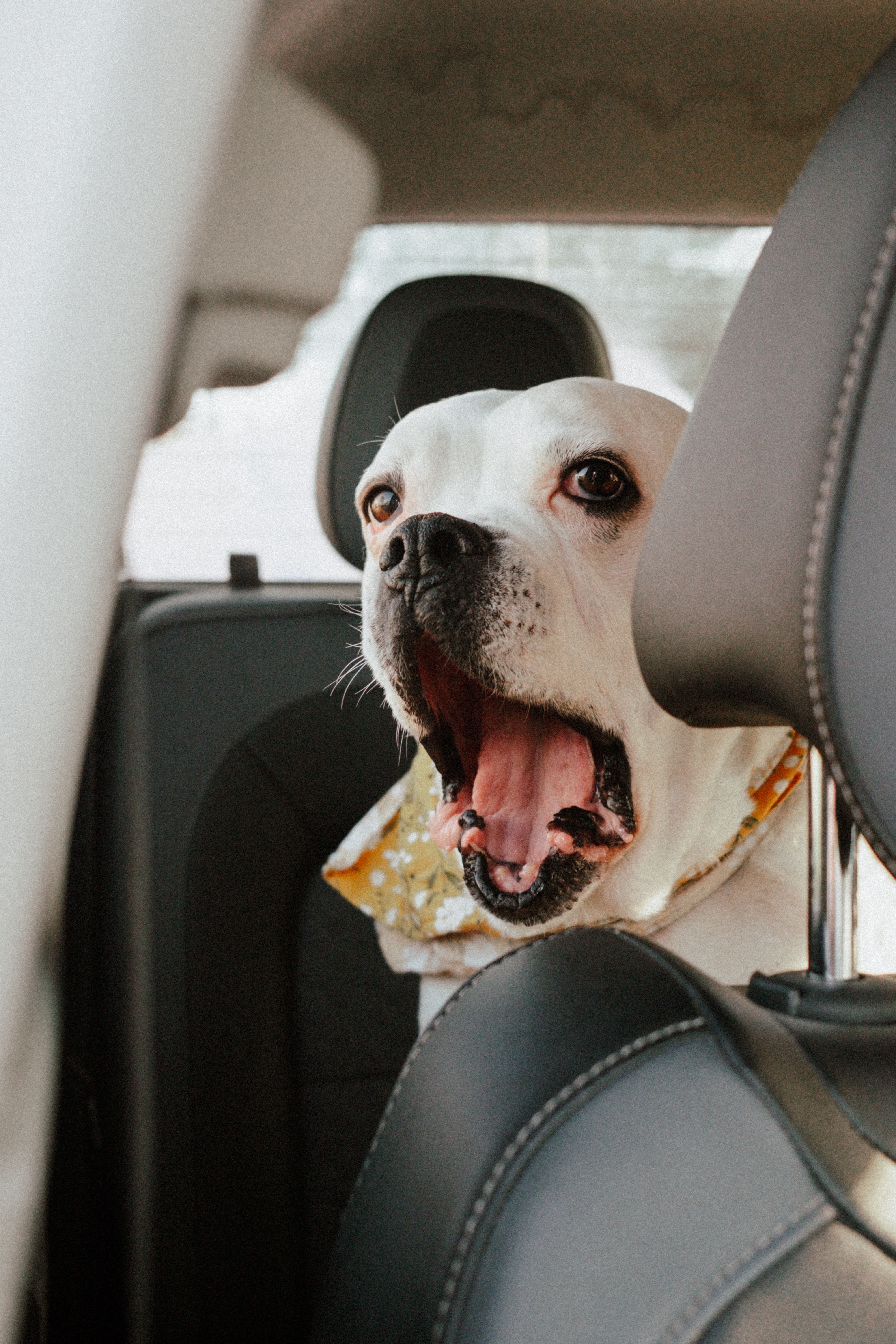 A cheerful Boxer dog with open mouth sitting inside a car, adding a fun vibe to the journey.
