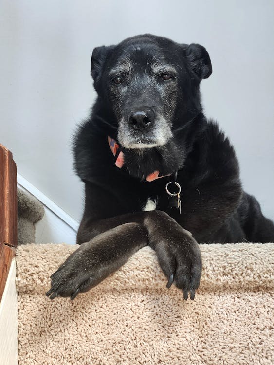 Cachorro idoso deitado ao lado do tutor