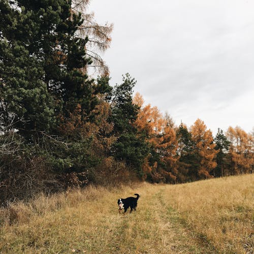 森の中に立っているショートコートの黒と白の犬