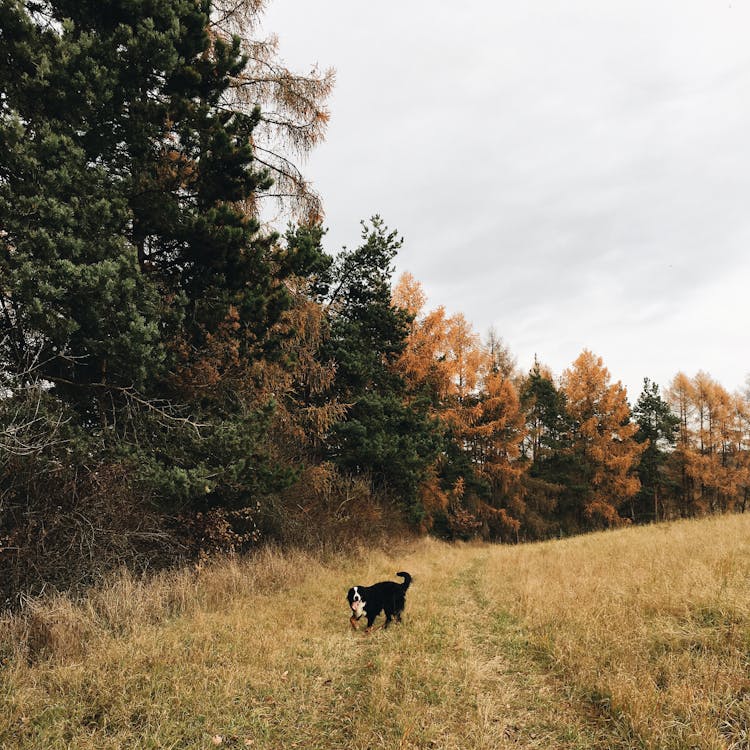 無料 森の中に立っているショートコートの黒と白の犬 写真素材