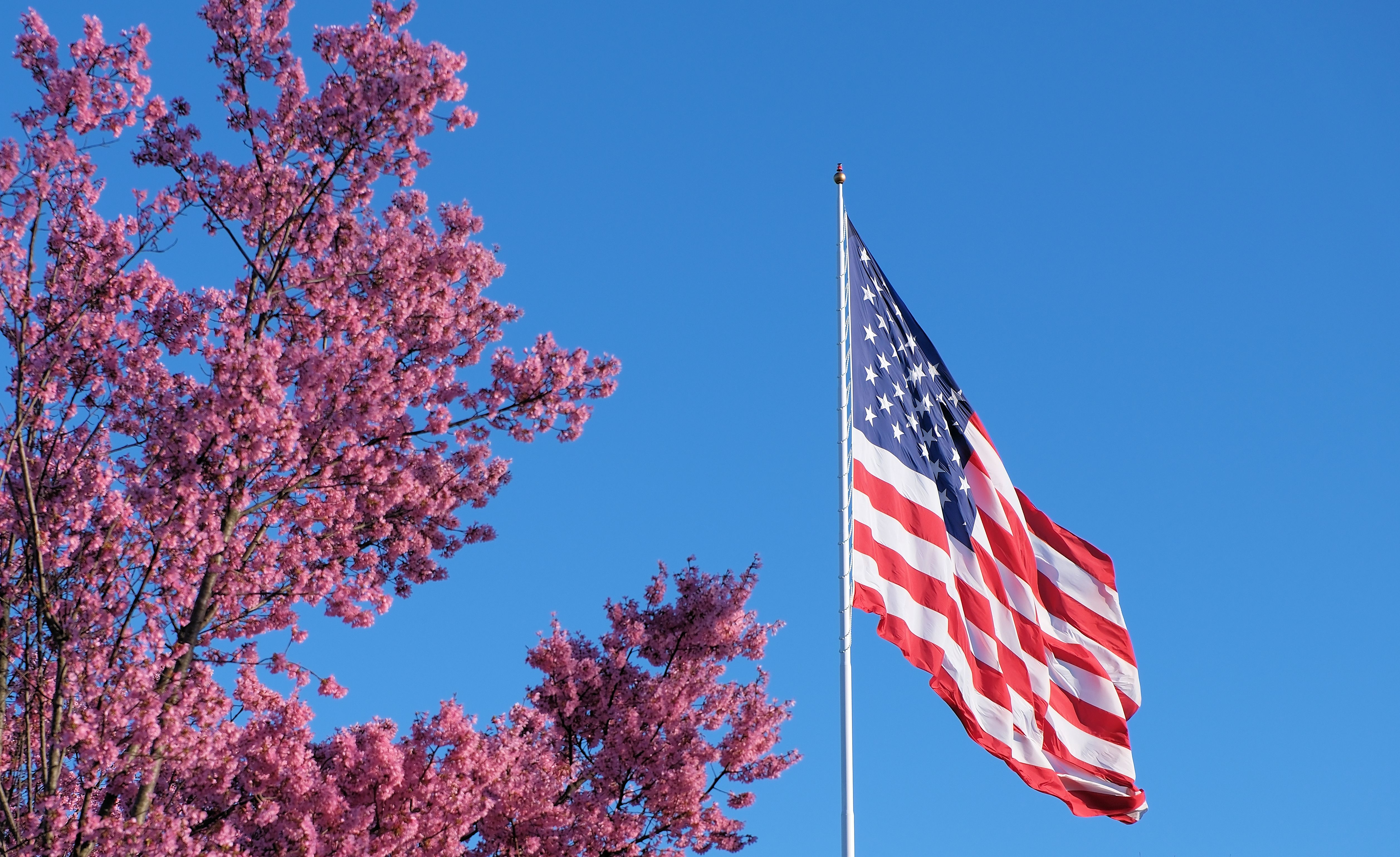 Cherry Blossom and American Flag under Blue Sky · Free Stock Photo